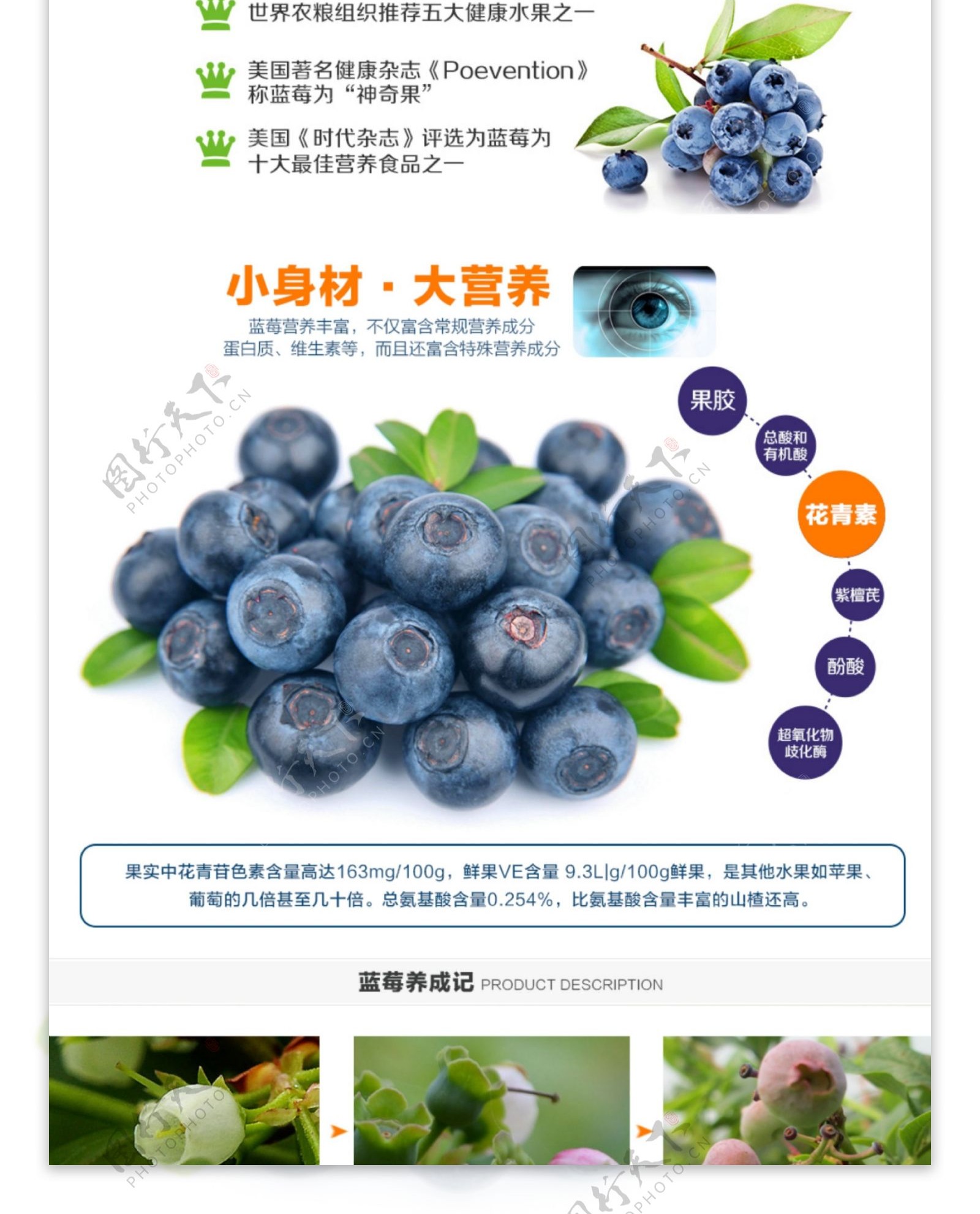 水果蓝莓详情页