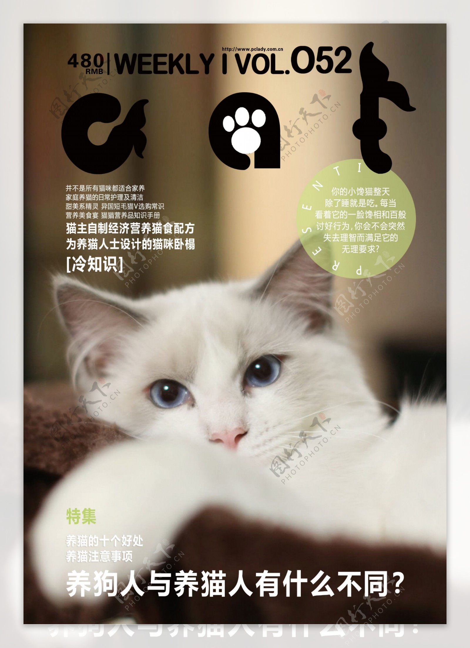 猫咪海报图片