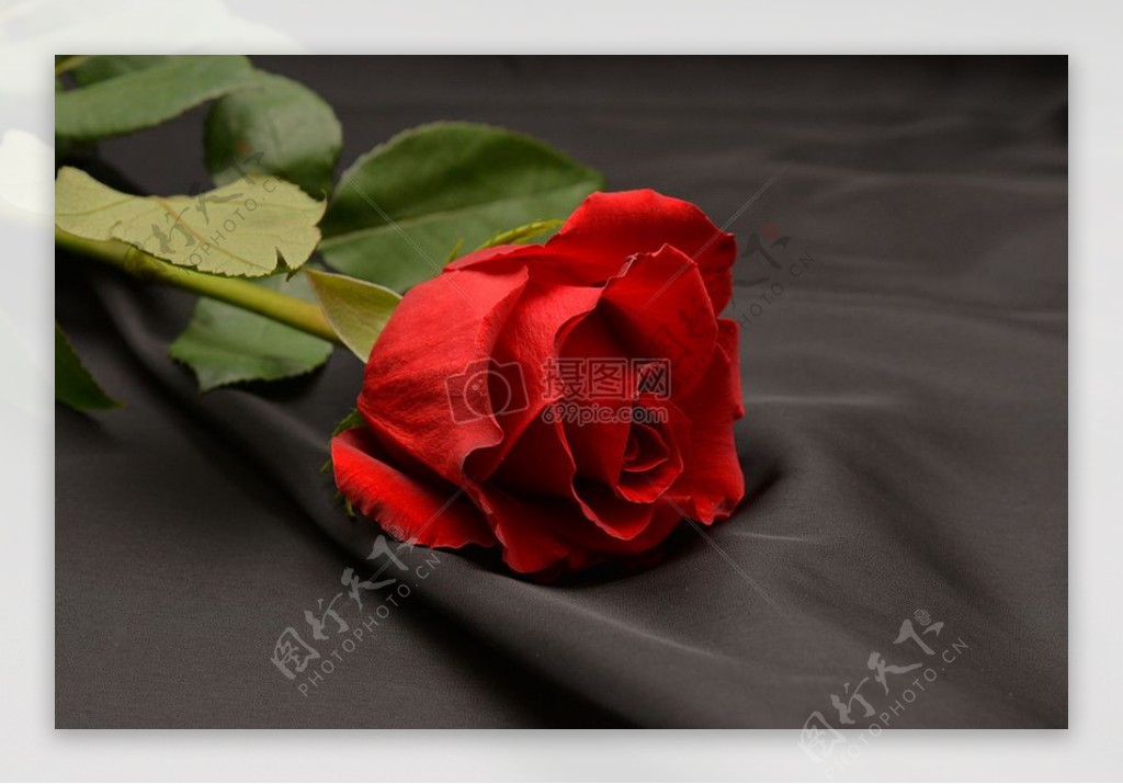 象征爱情的玫瑰花