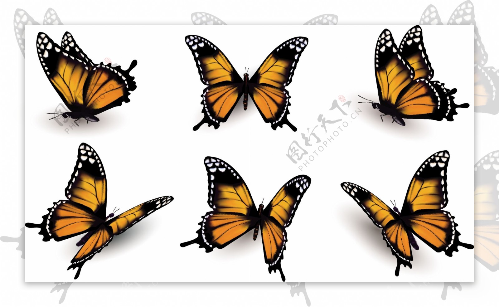 橙色的6只不同姿态蝴蝶