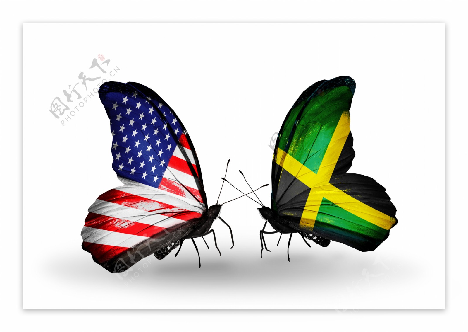 美国牙买加国旗蝴蝶图片
