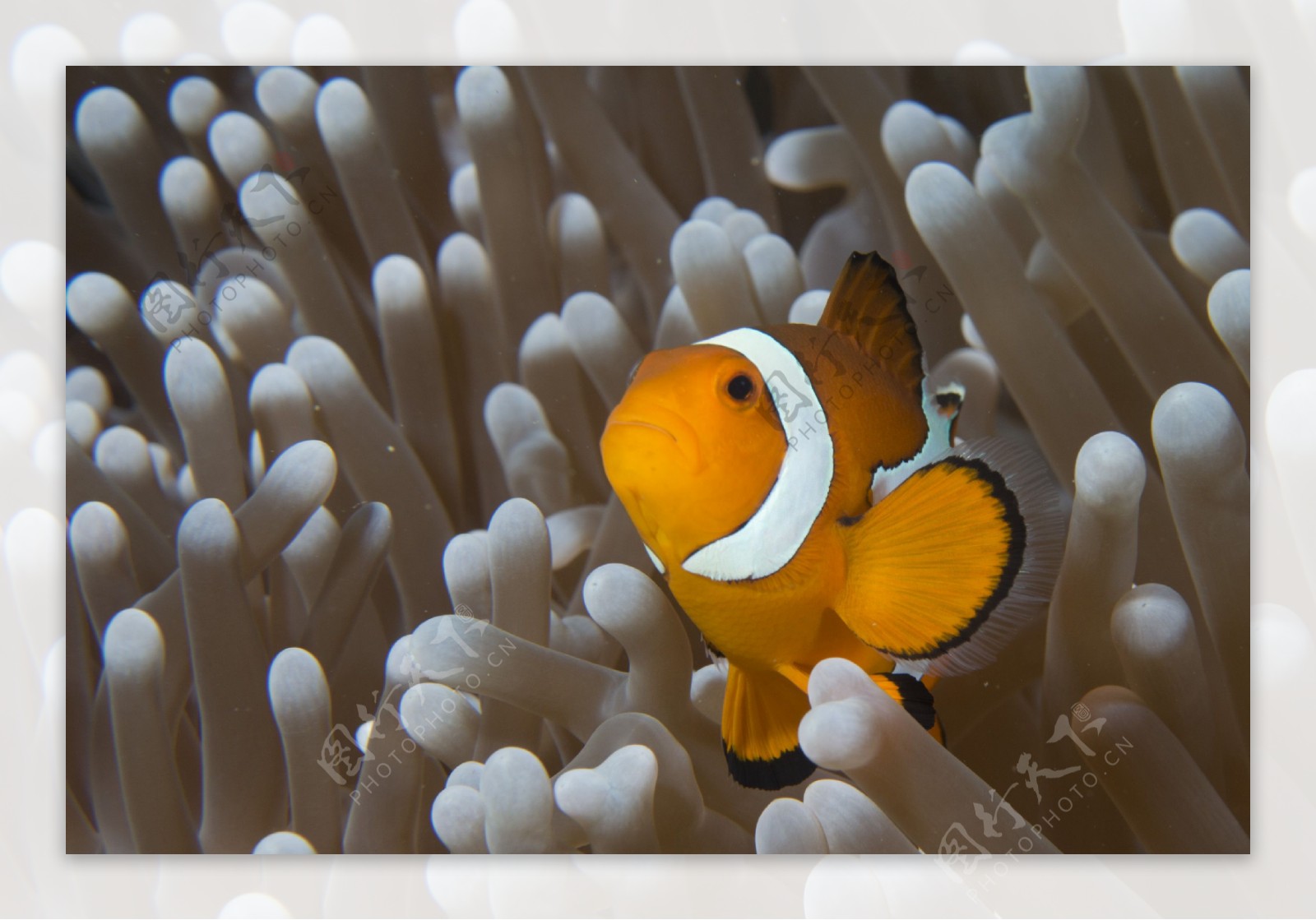 珊瑚和小黄鱼图片