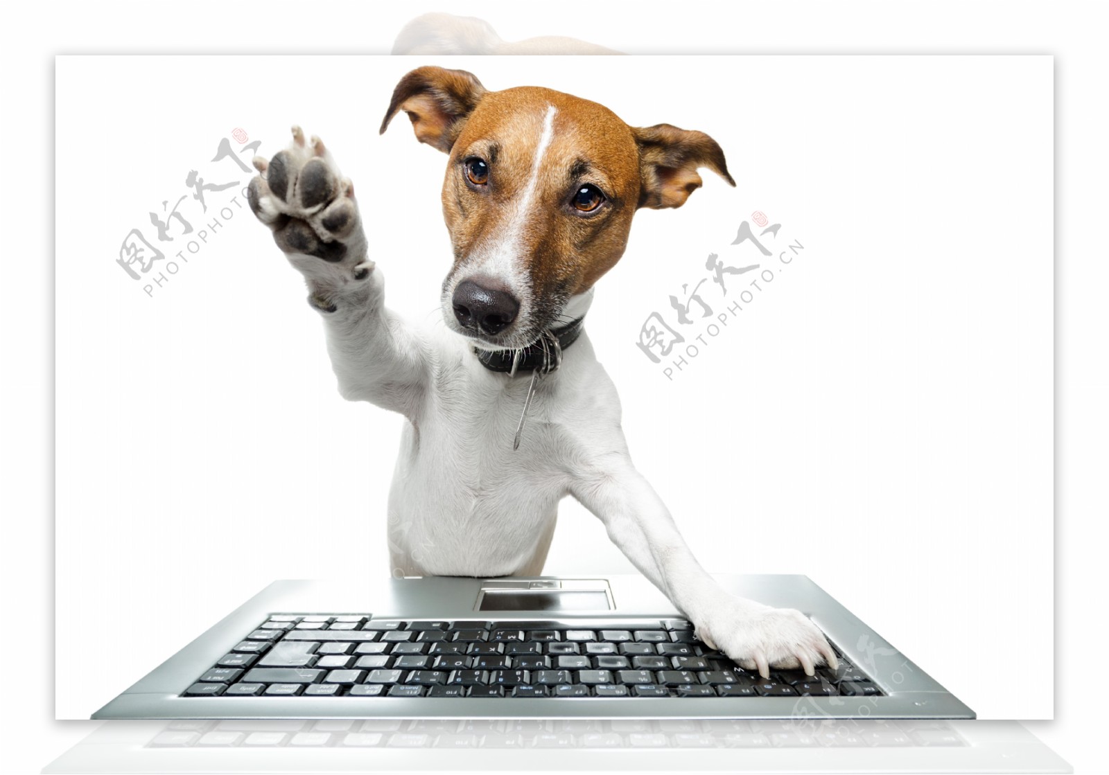 玩电脑的小狗图片
