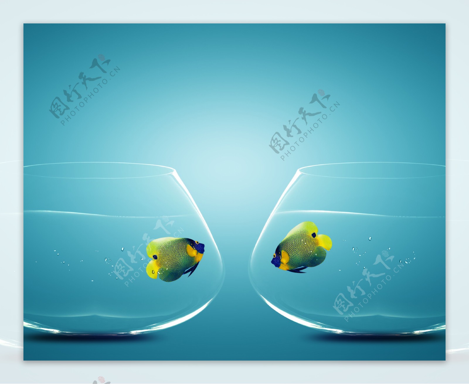 玻璃鱼缸里的小鱼图片