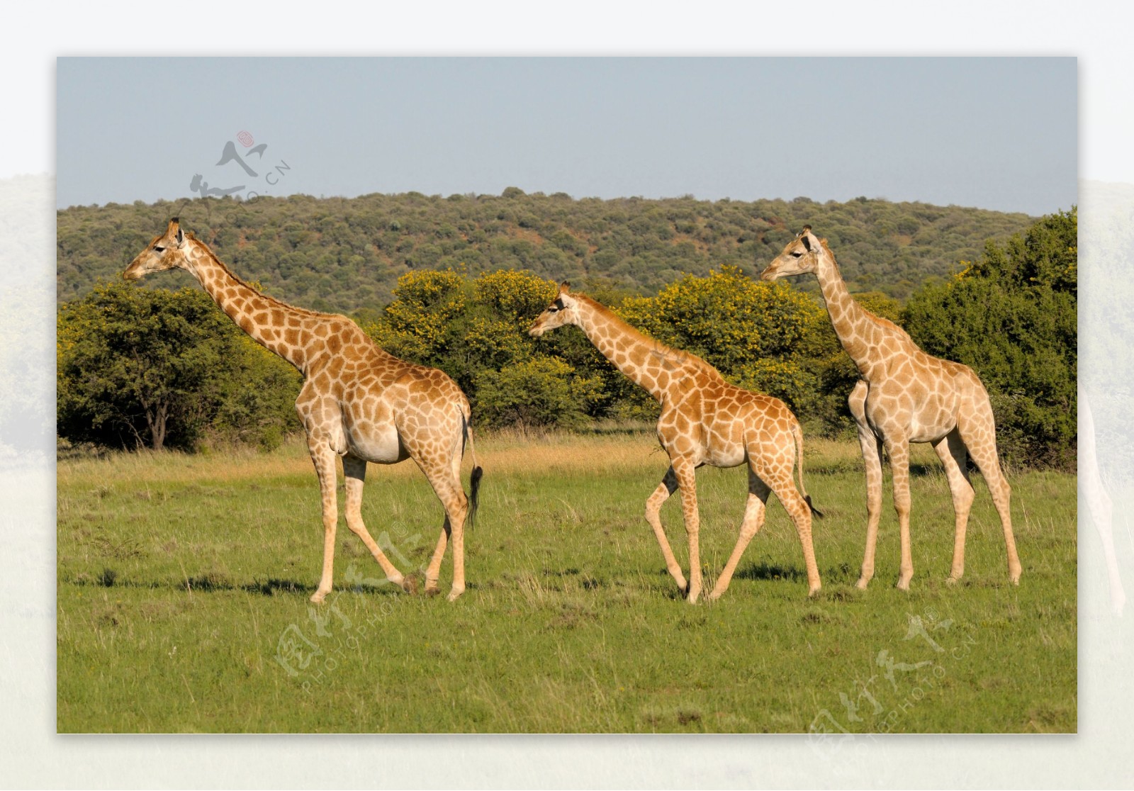 草原上的三只长颈鹿图片