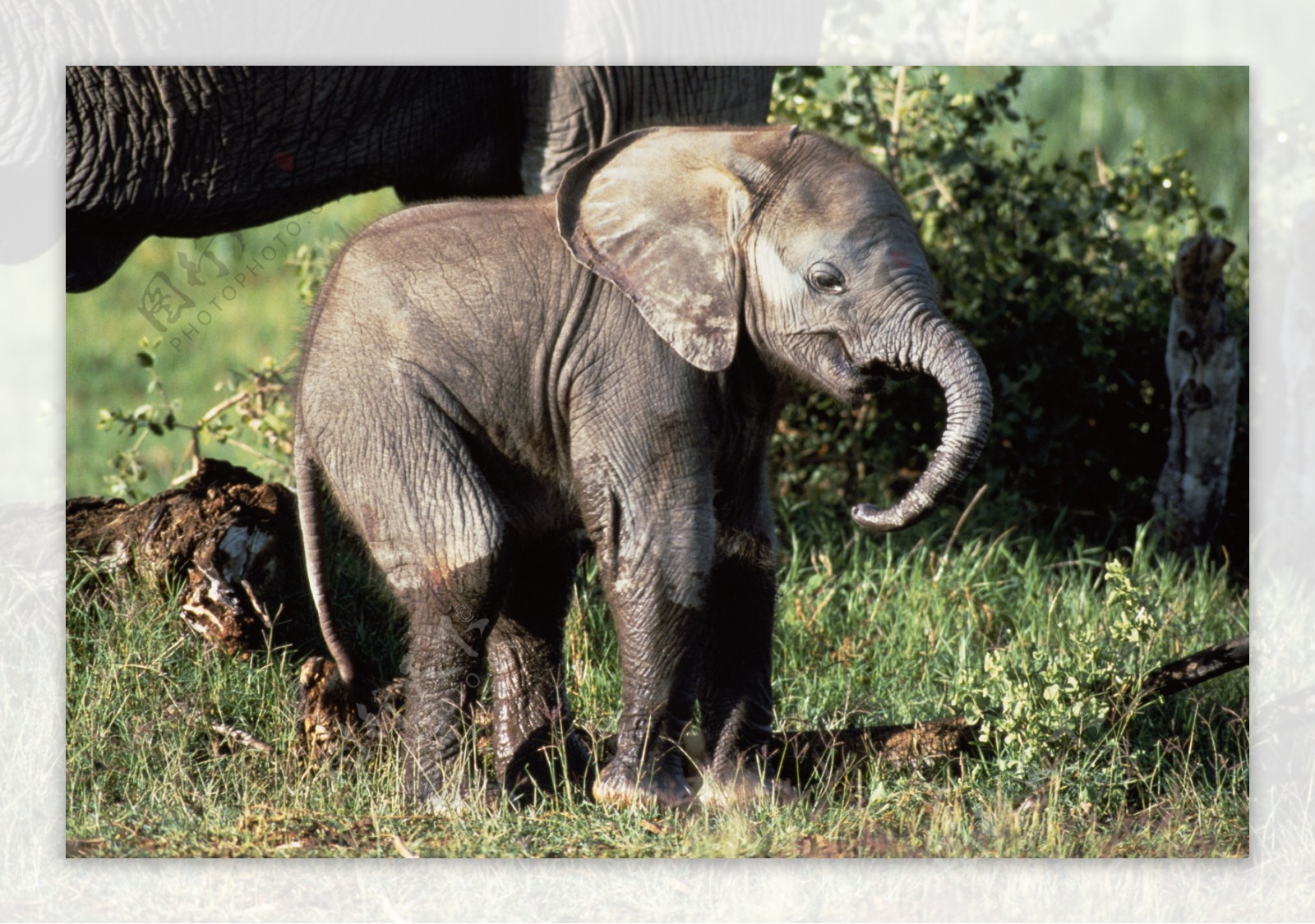 非洲野生动物大象图片图片