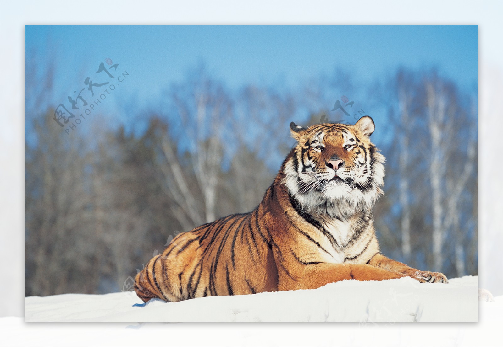趴在雪地里的老虎图片