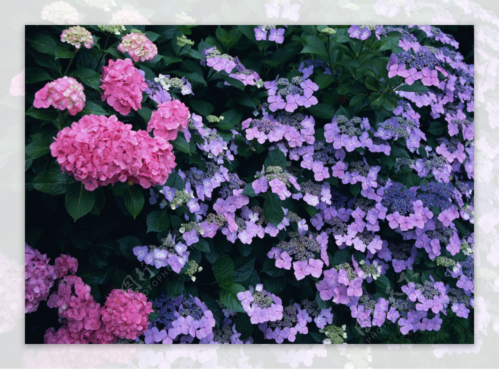 紫色野花风景图片