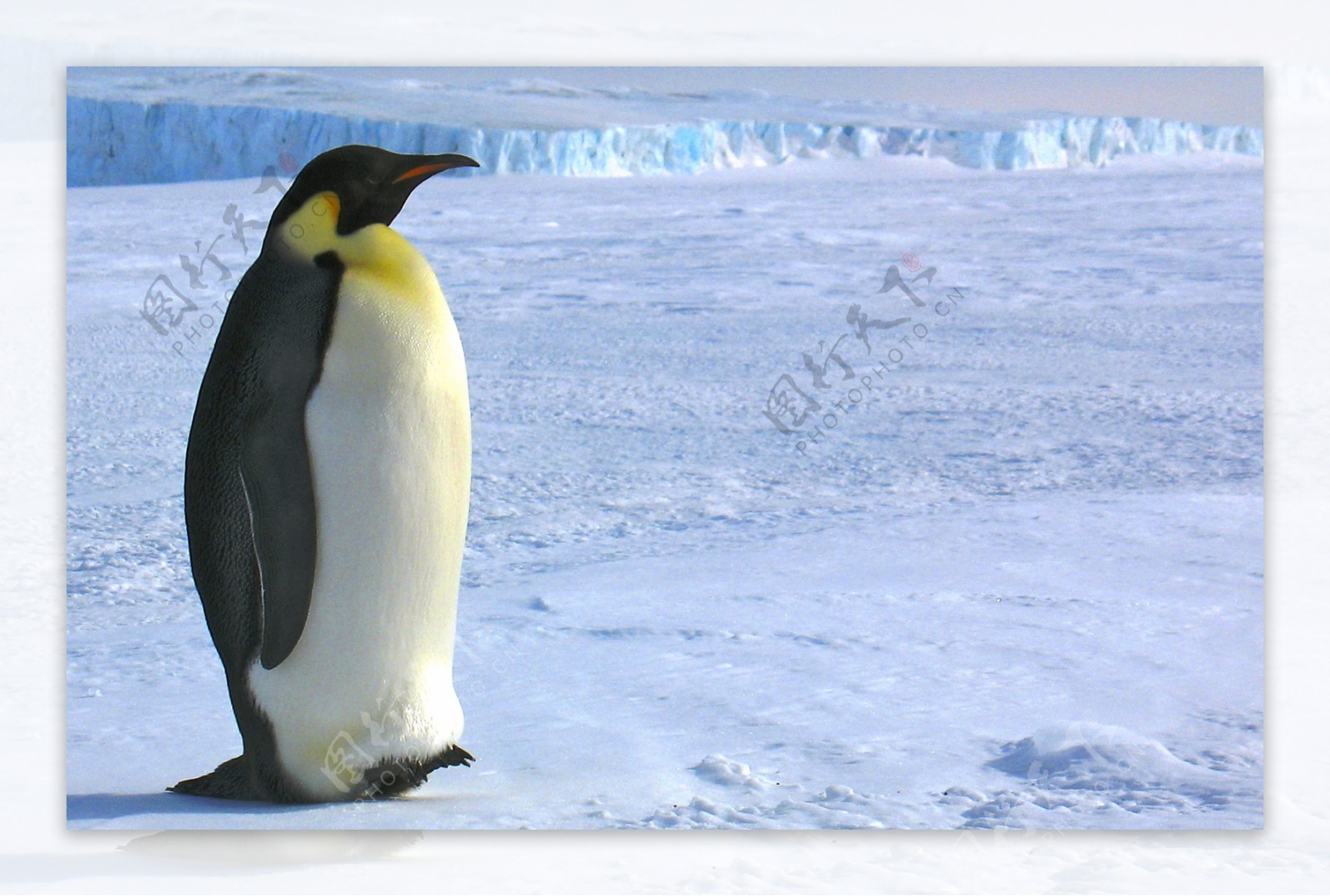 雪地上的企鹅摄影图片