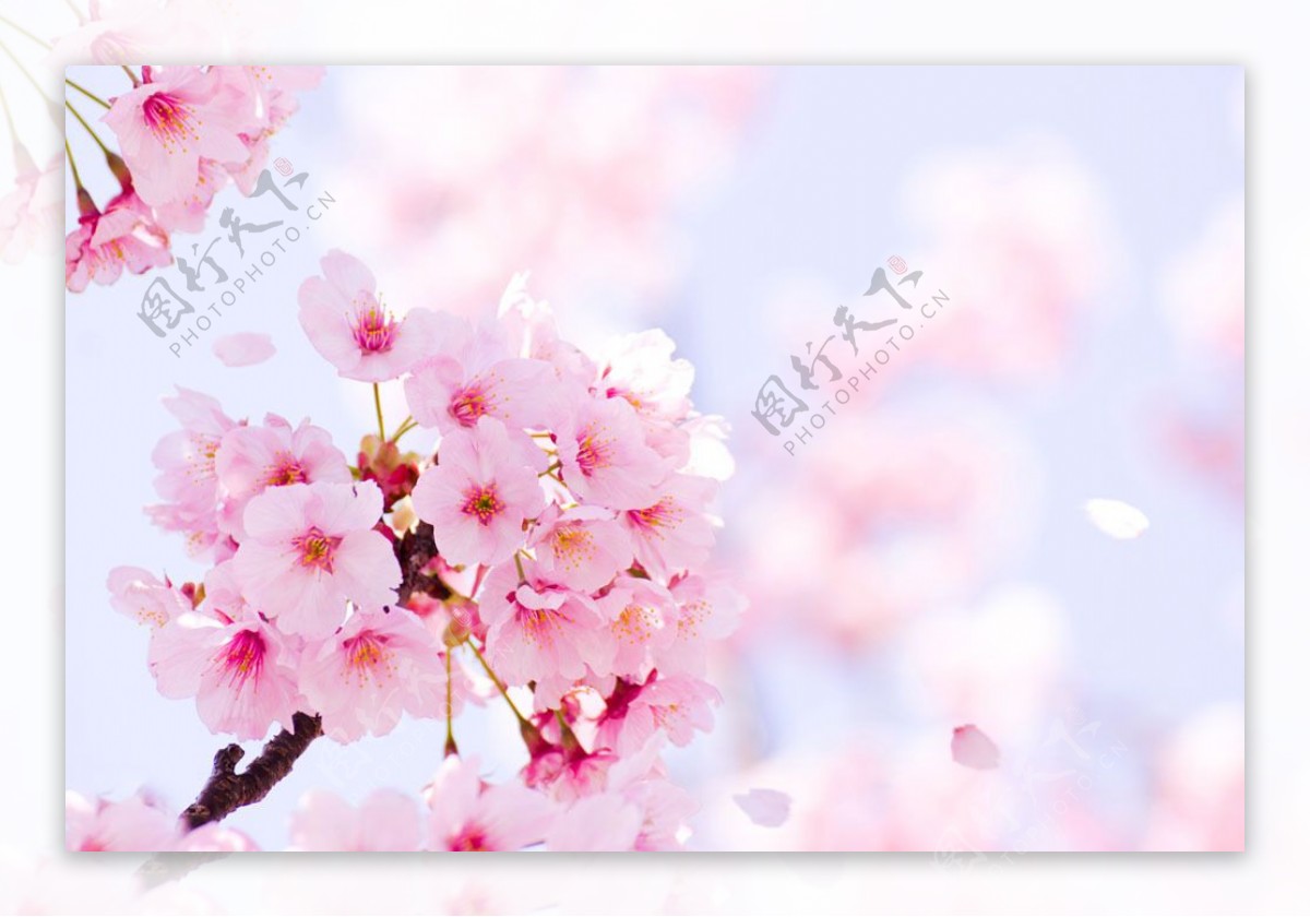花团紧簇的樱花图片