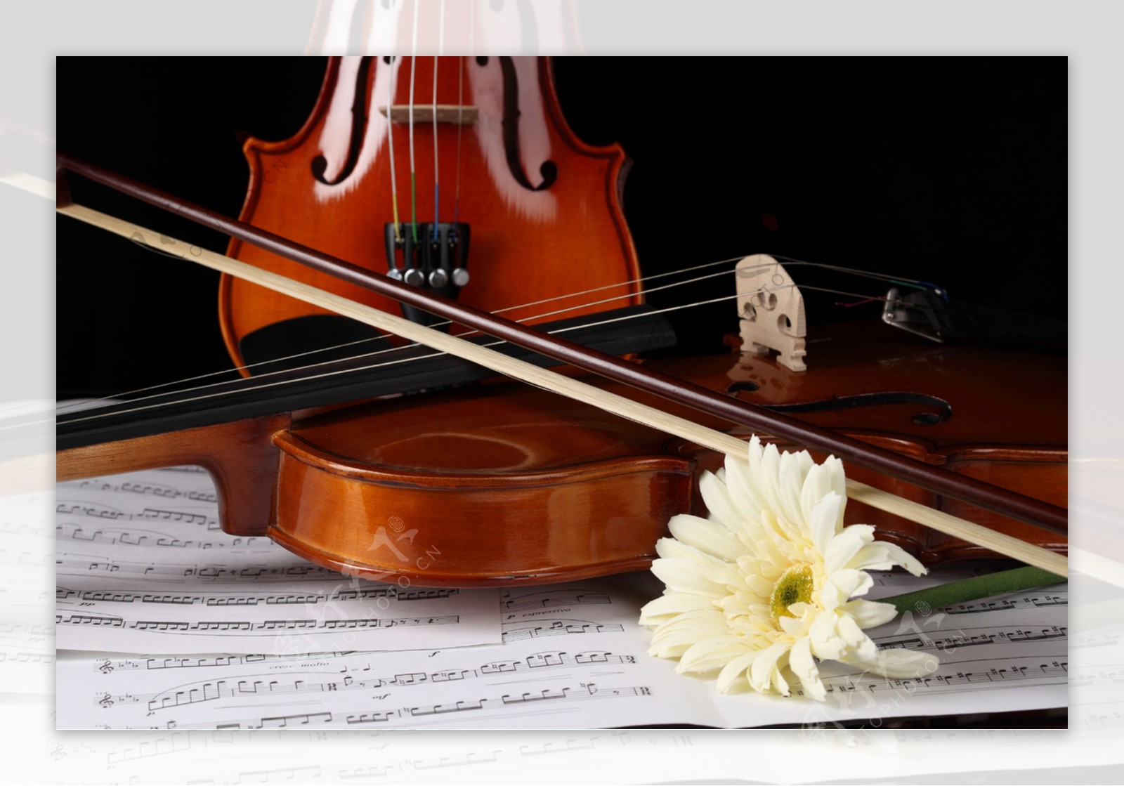 小提琴花朵摄影图片图片