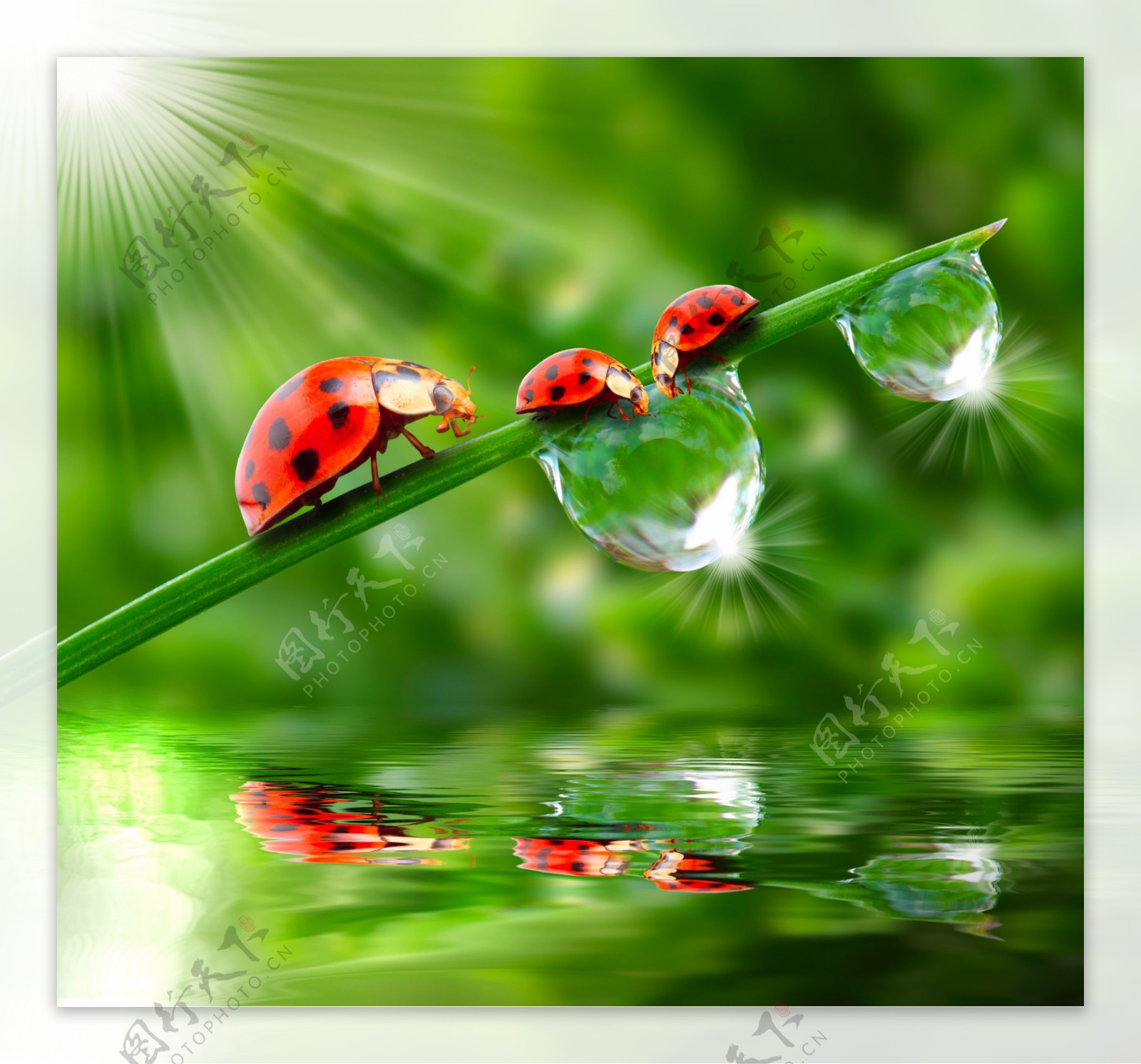 水滴与瓢虫图片