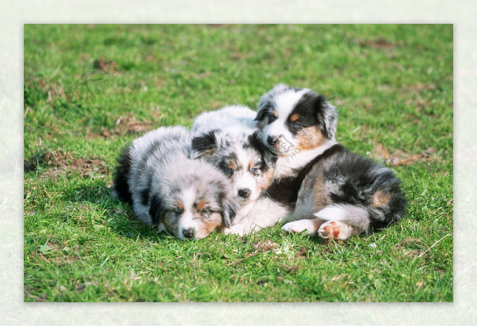 三个趴在草地上的小狗图片