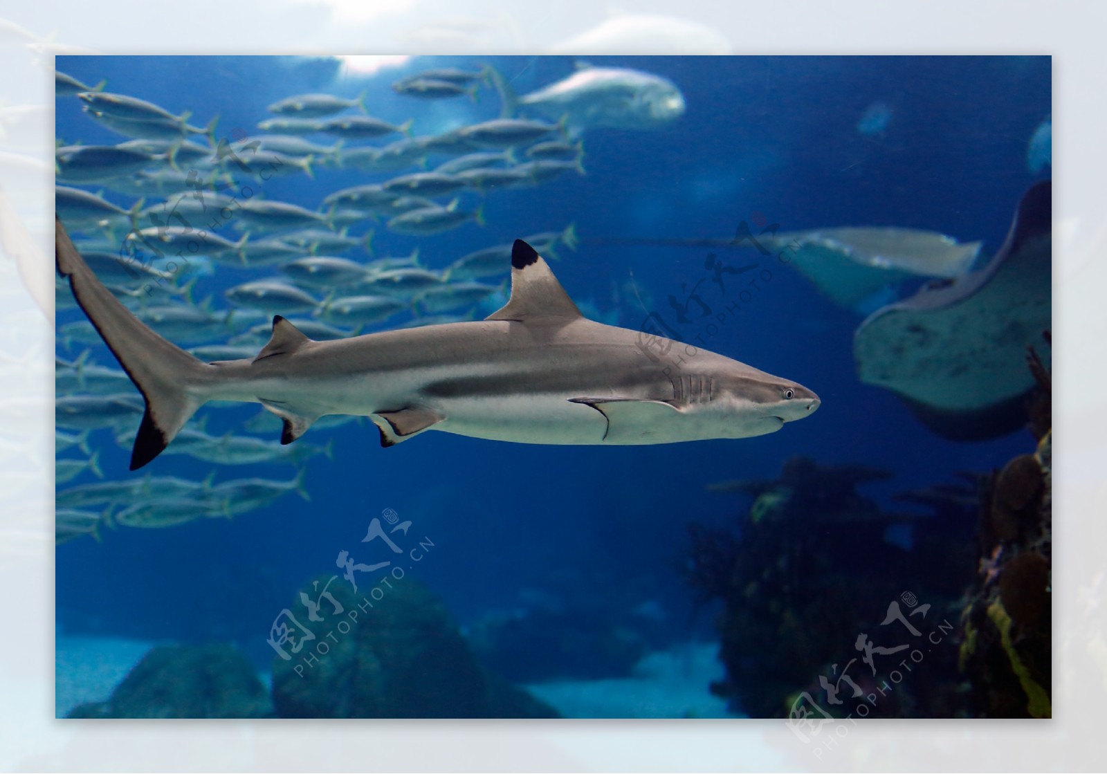 海底鲨鱼群图片
