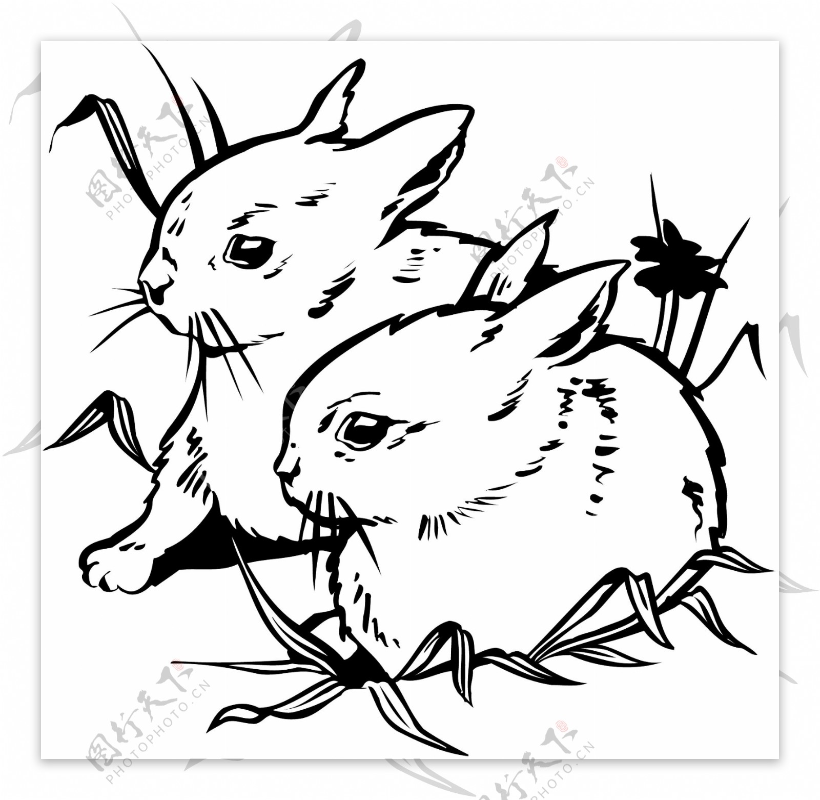 兔子常见动物矢量素材eps格式0024