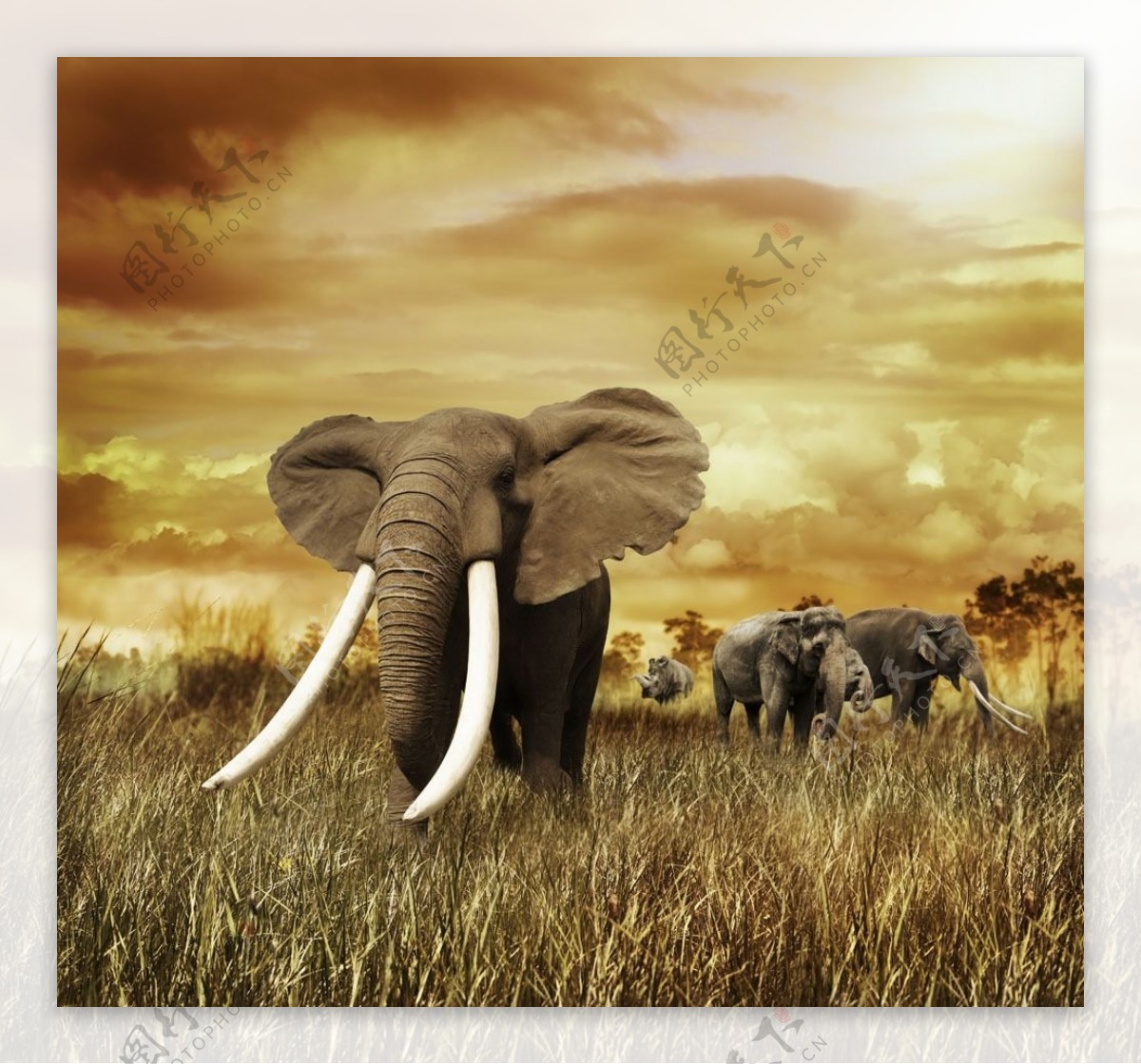 野生大象摄影素材图片