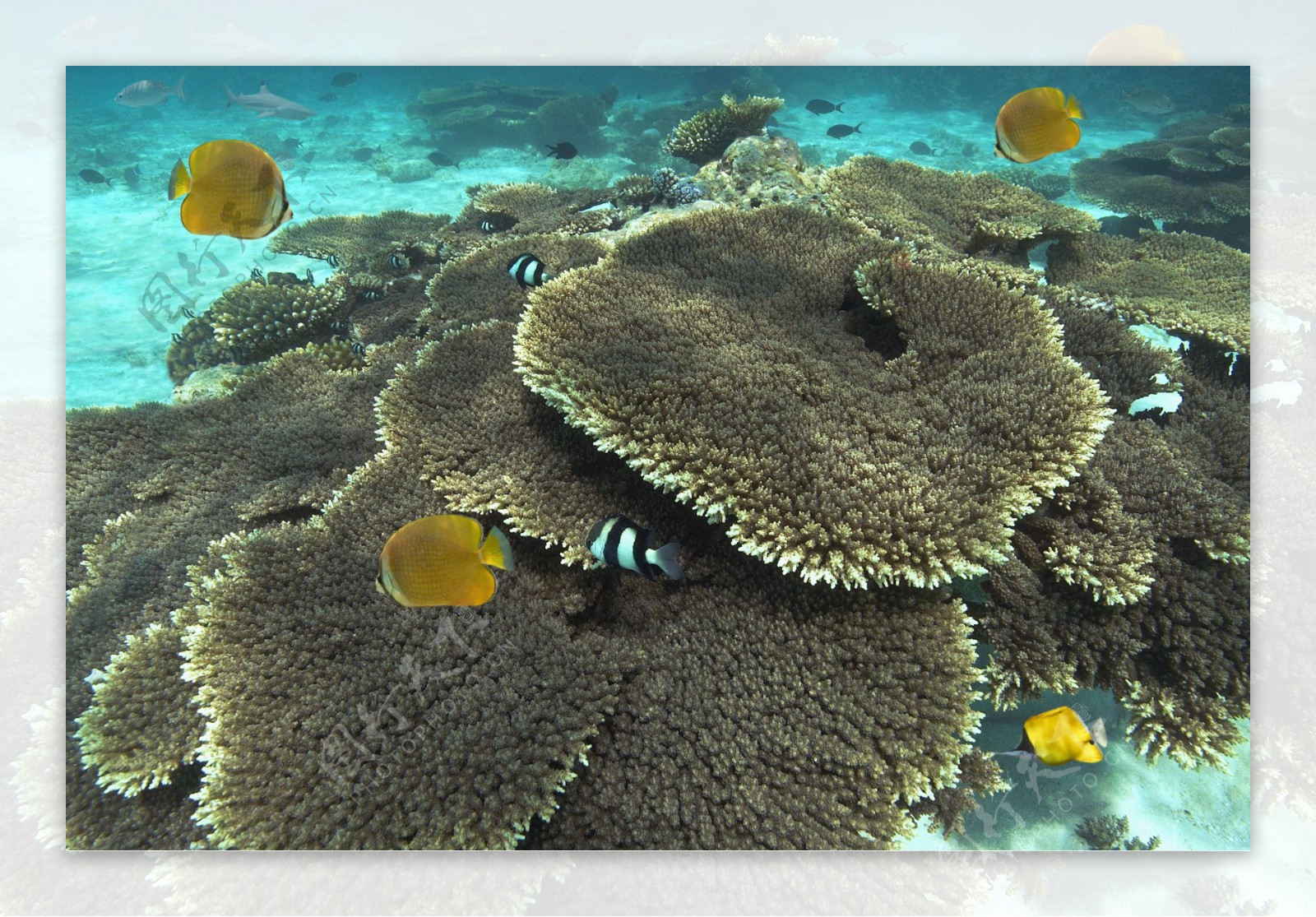 海底世界藻类高清大图图片