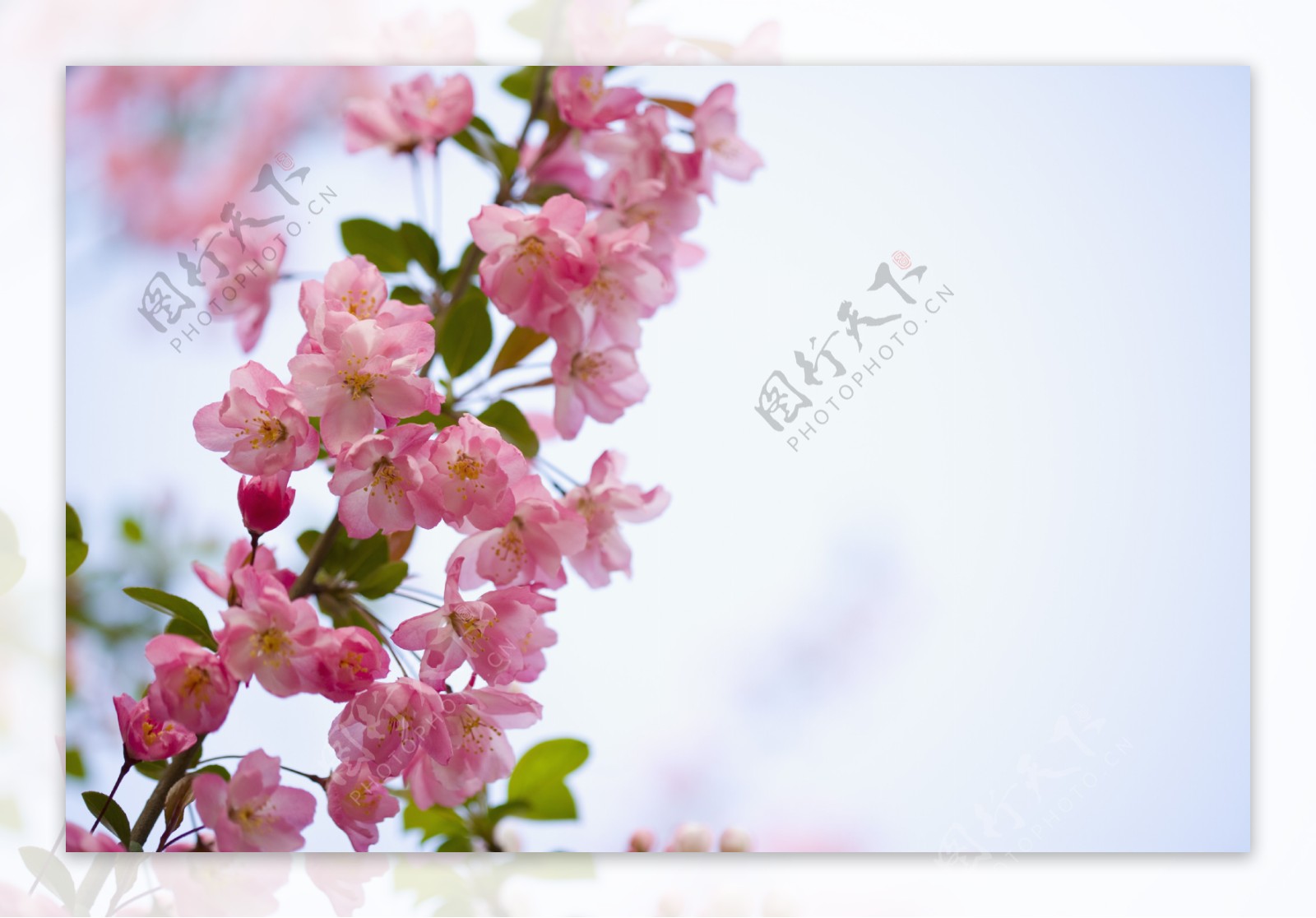 盛放着粉红樱花的花枝特写图片图片