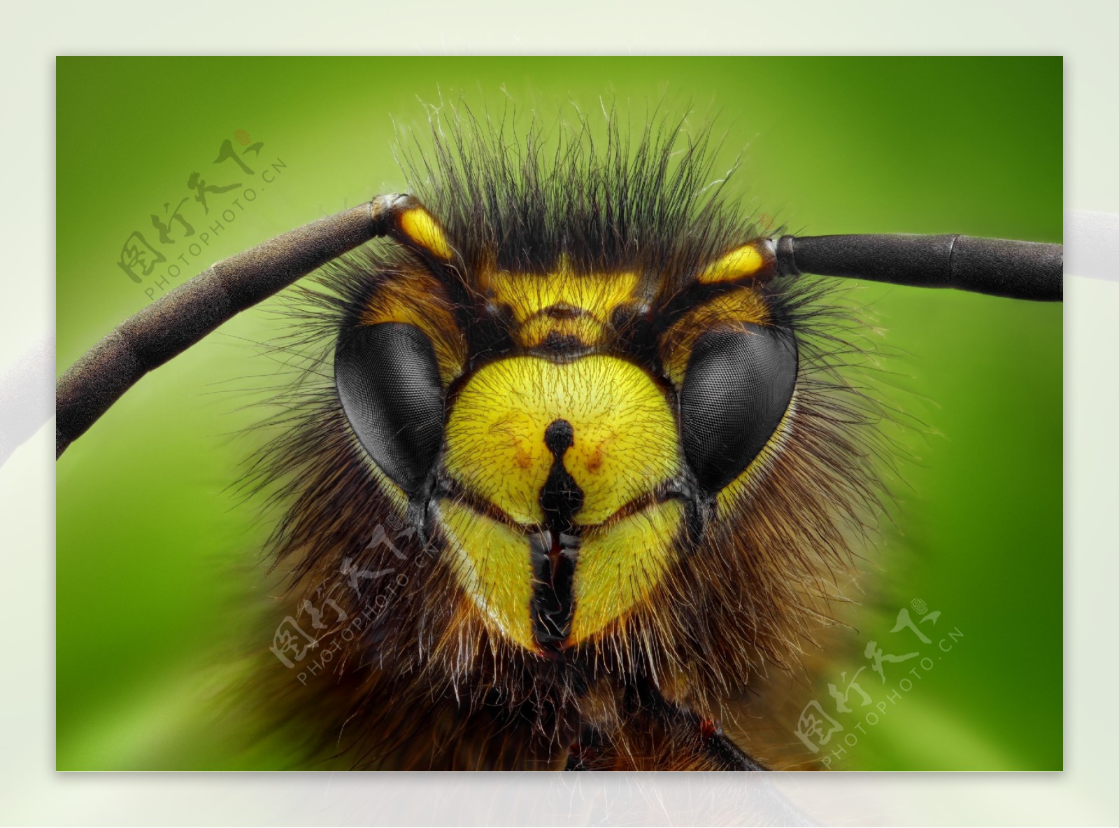 黄蜂眼睛图片