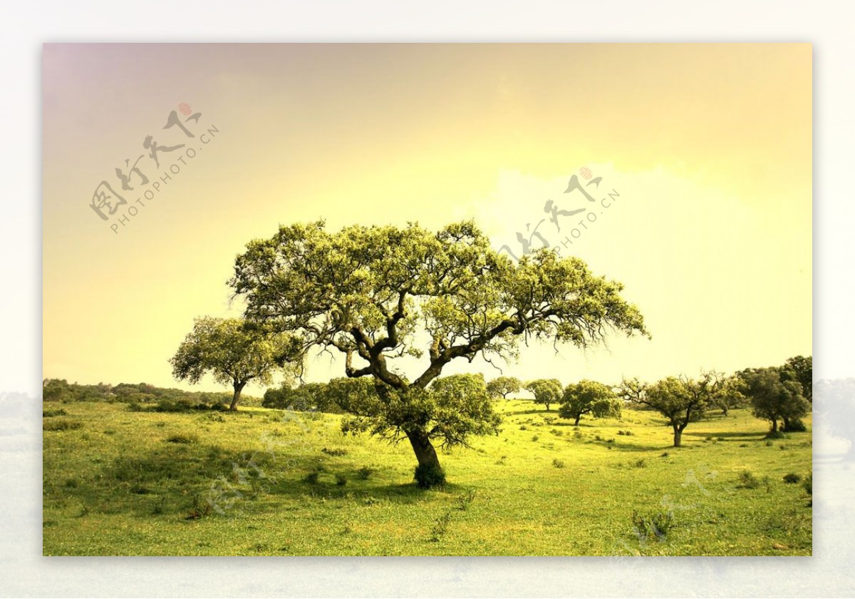 草地上的大树高清风景图片图片