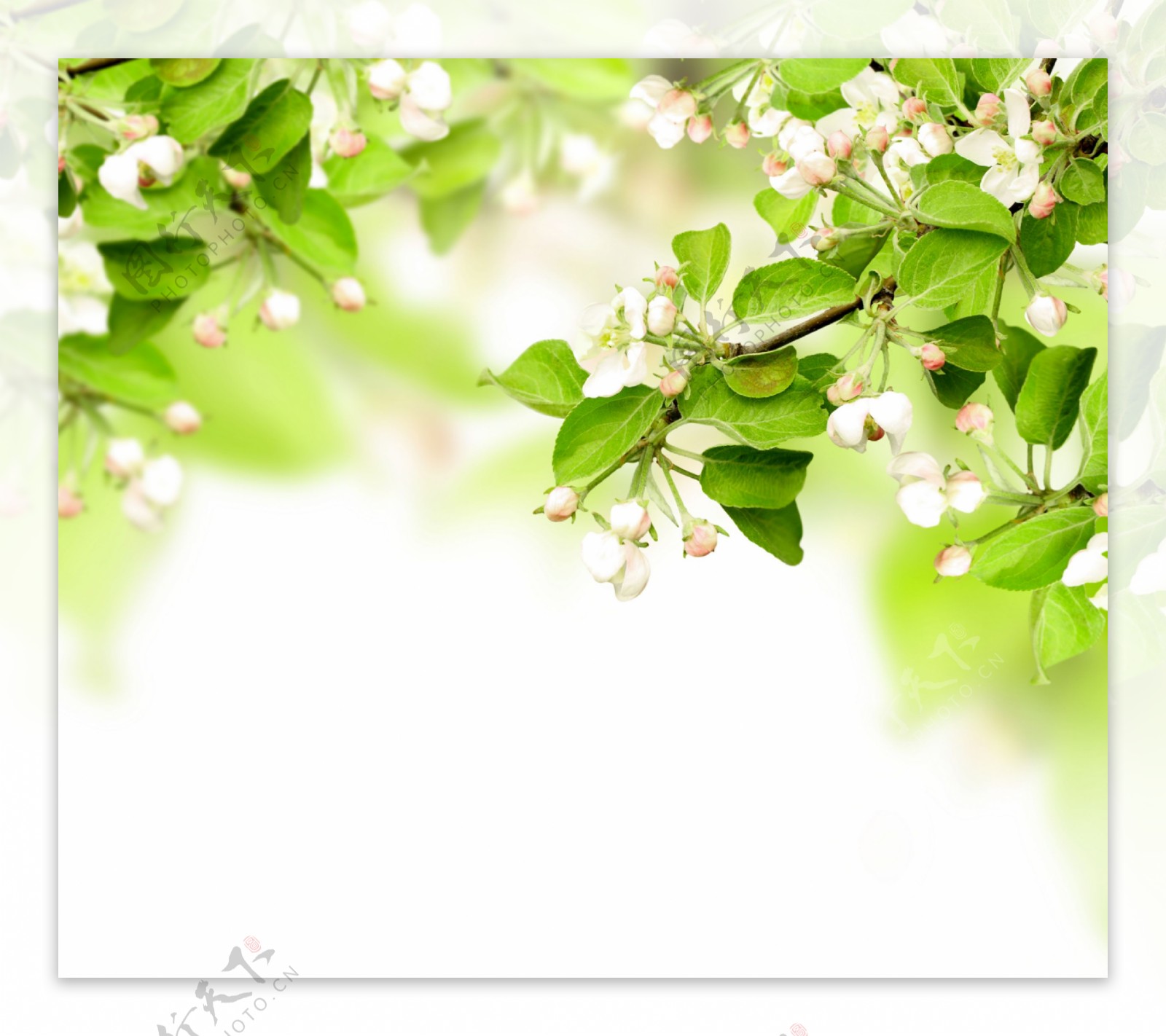 春天树枝花朵实用背景图片