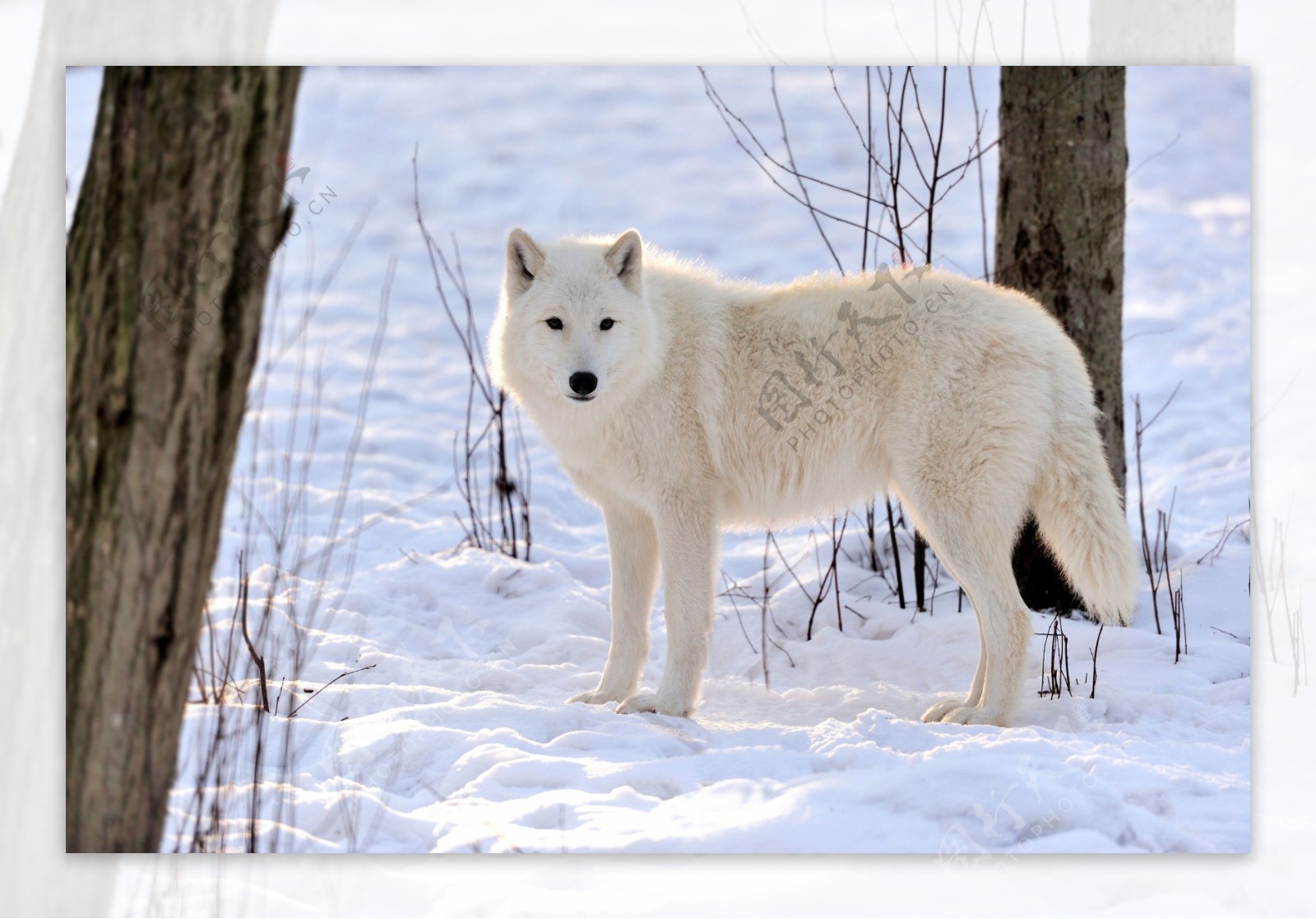 雪地里的白色狼图片