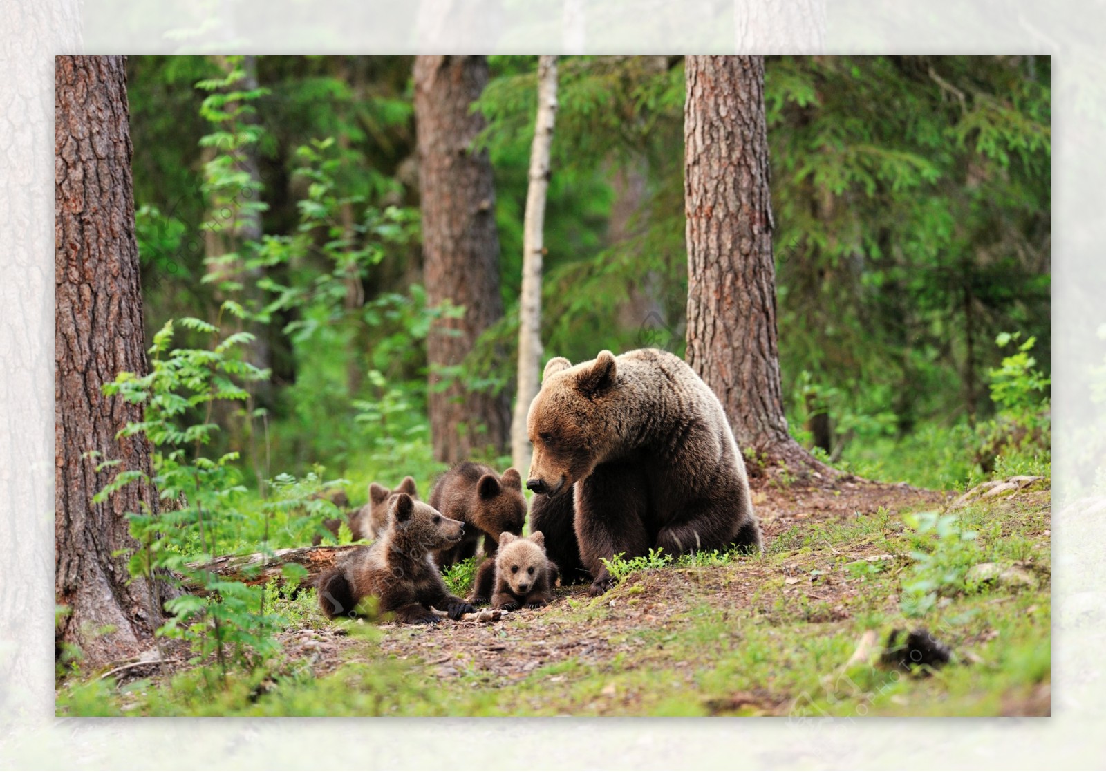 树林里的熊与小熊图片