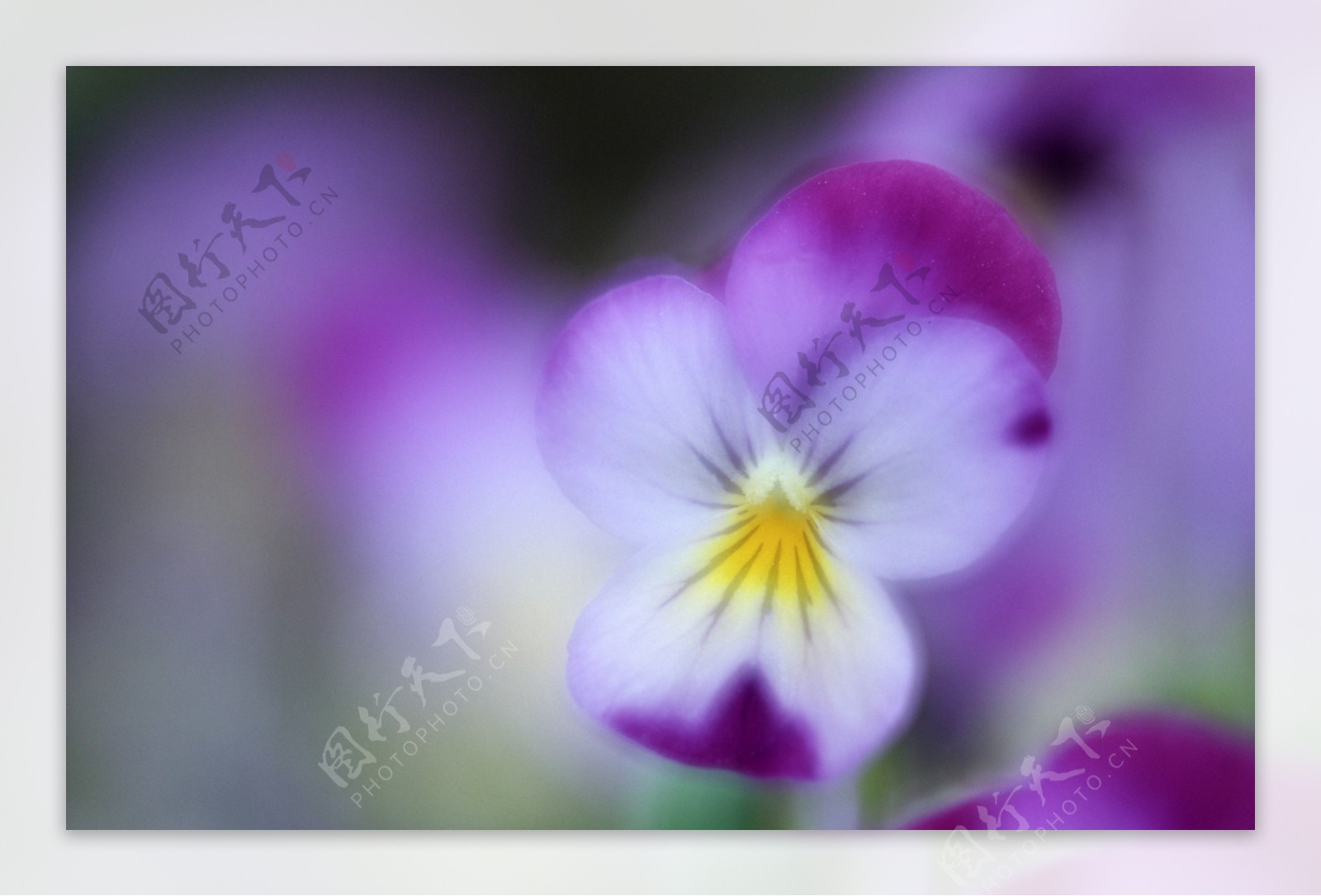 紫色小野花图片