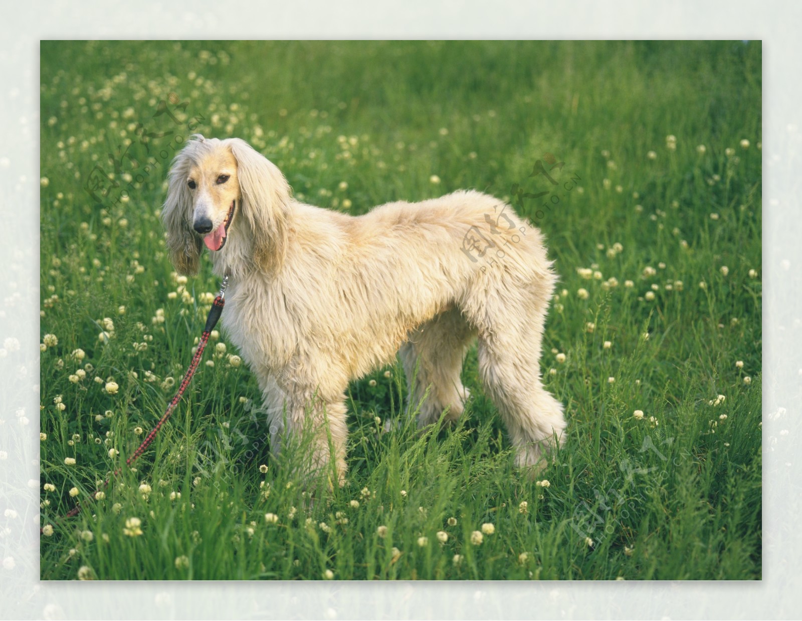 站在草地里的小狗图片