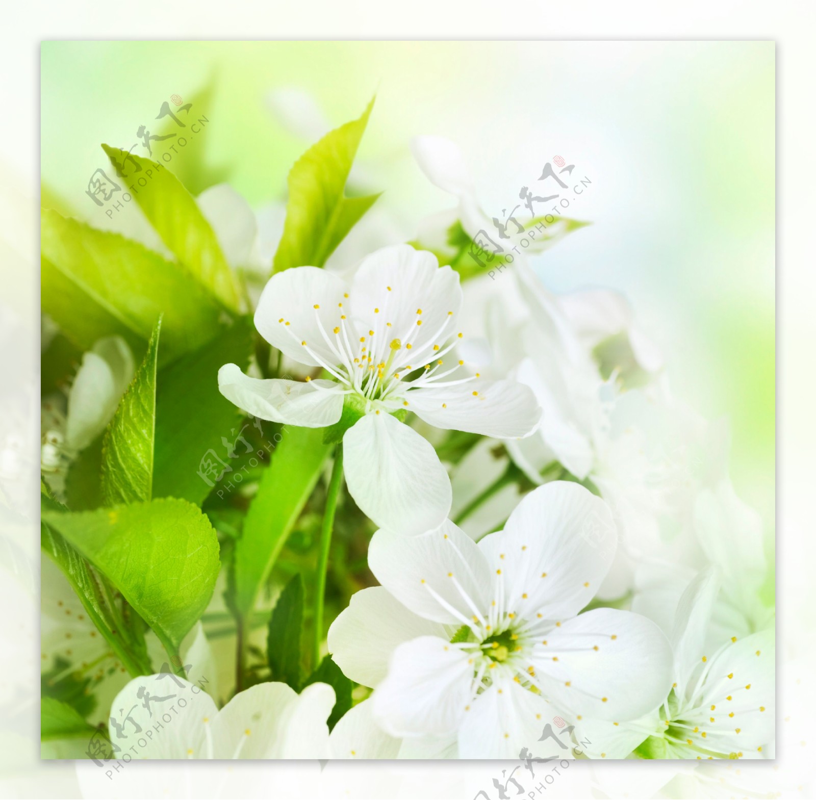 白色纯洁花朵图片