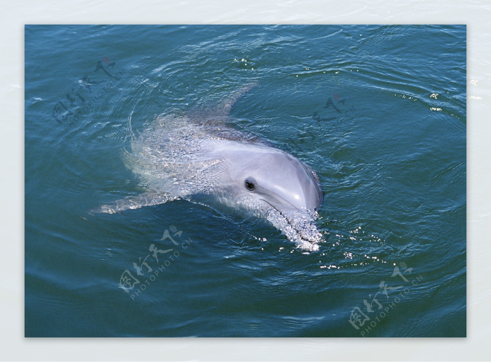 水中游的海豚图片
