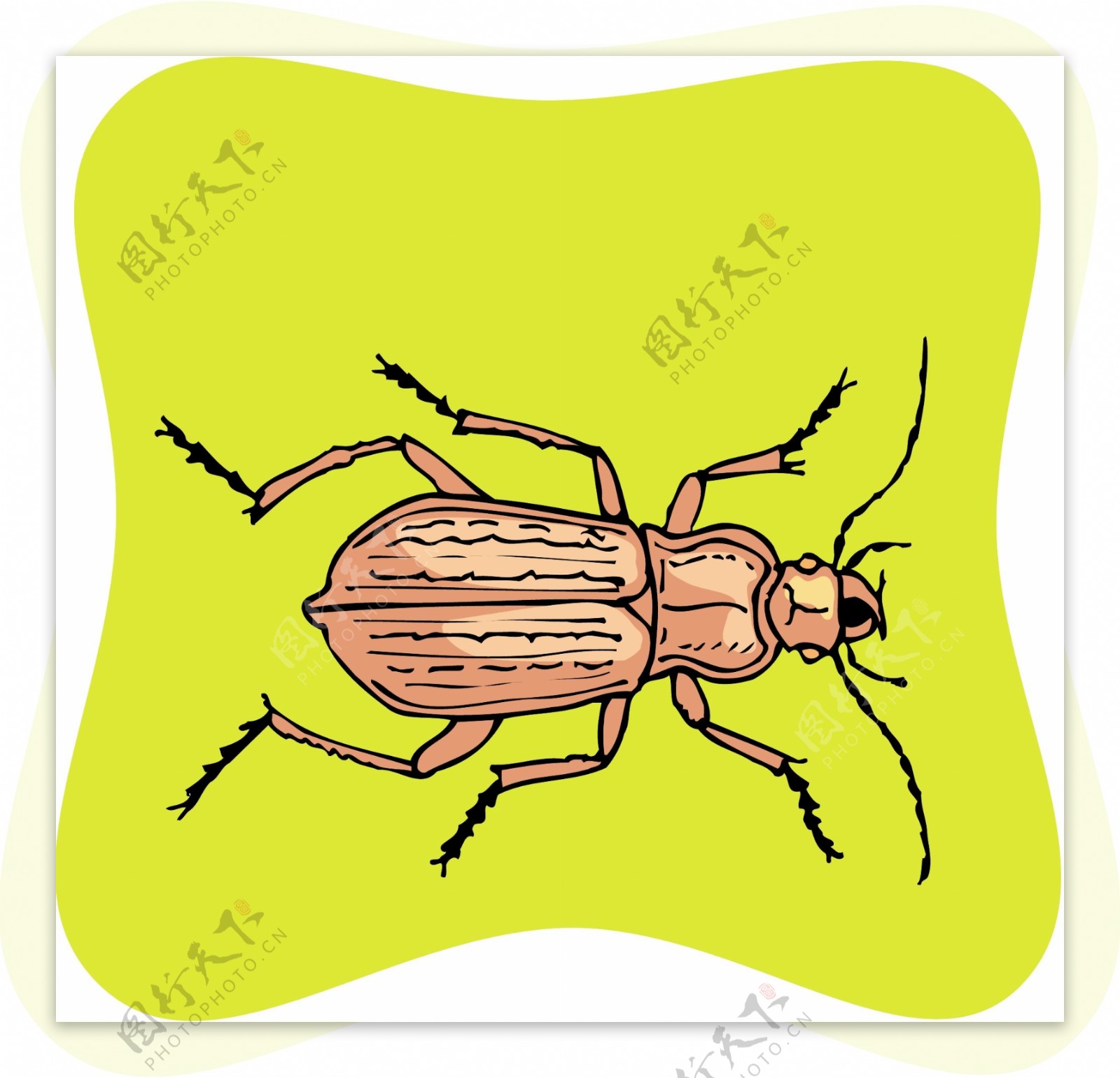 甲虫昆虫矢量素材EPS格式0290