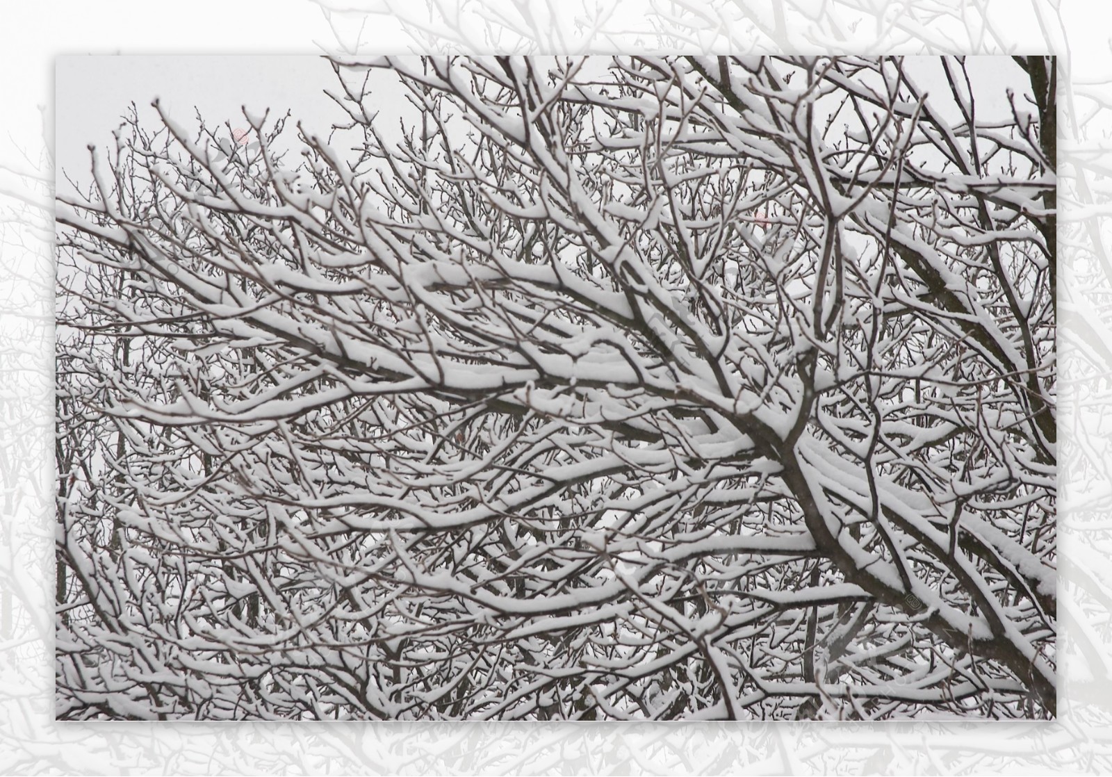 树枝上的白雪图片