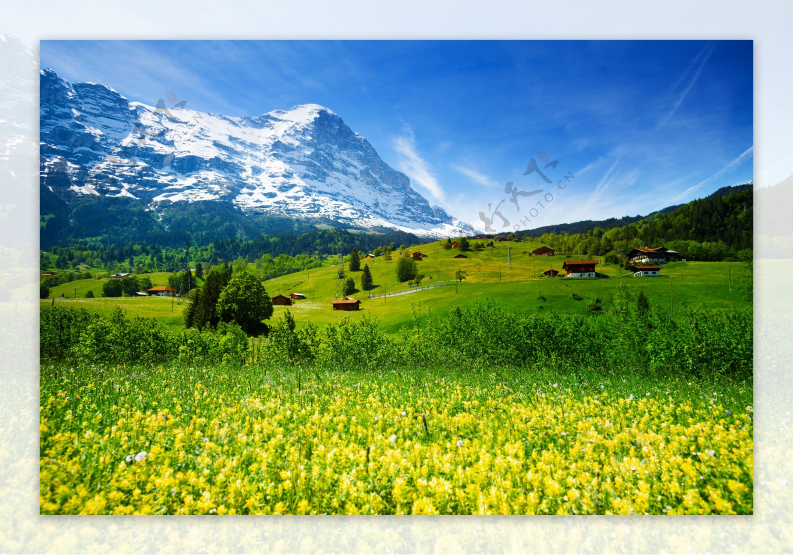 雪山与油菜花风景图片