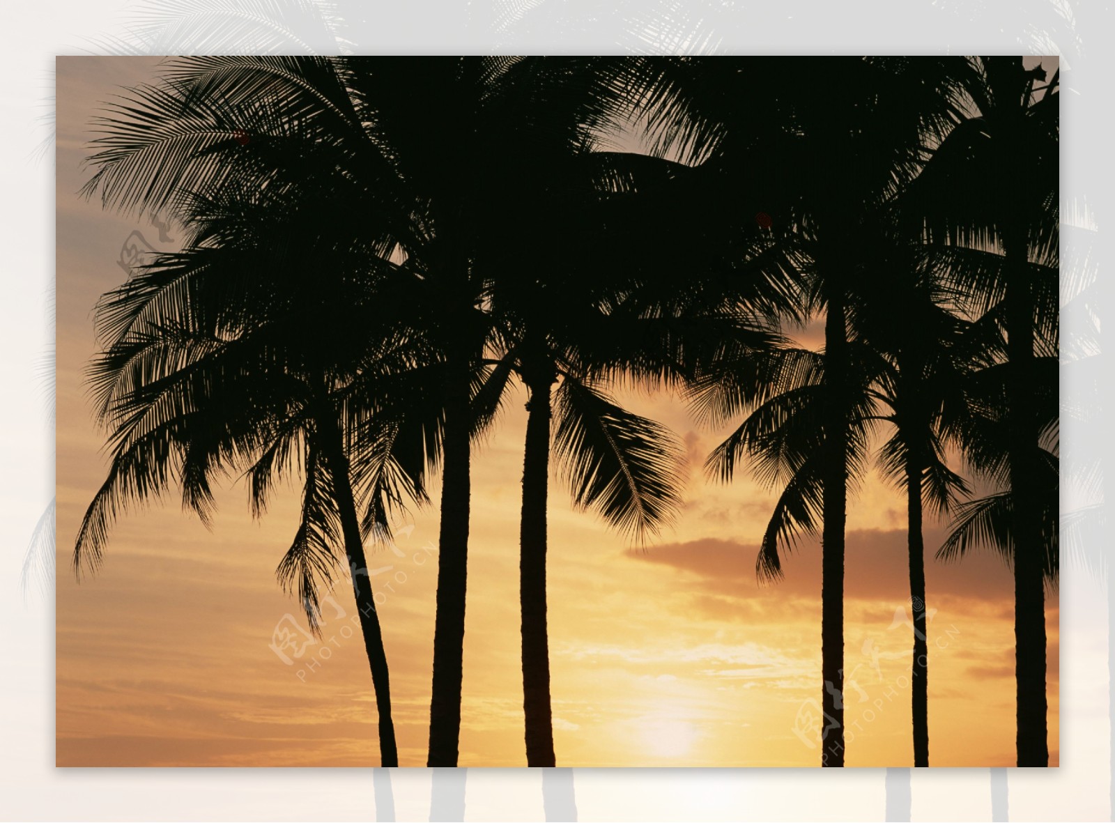 傍晚海边椰树落日美景图片