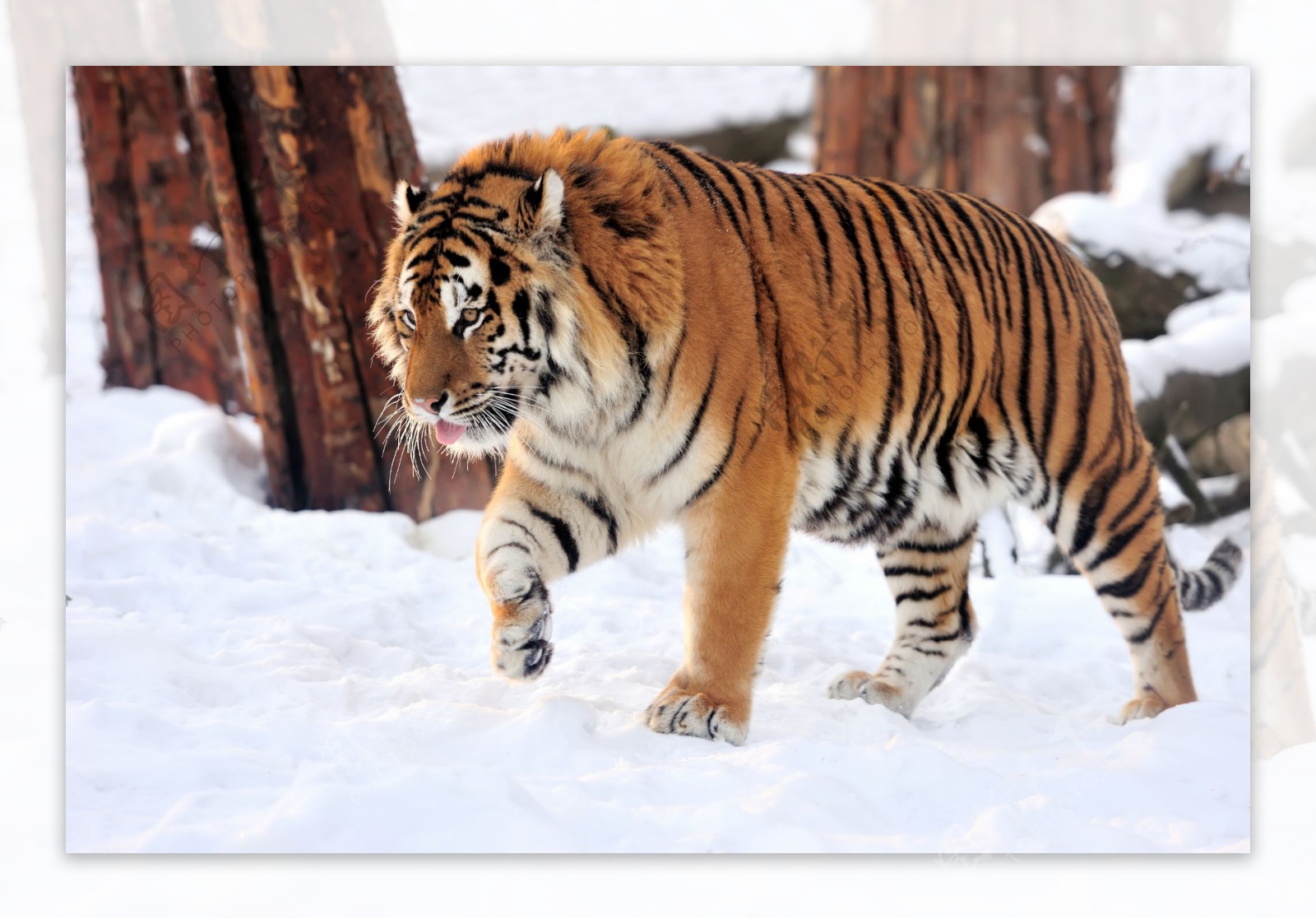 雪地里行走的老虎图片