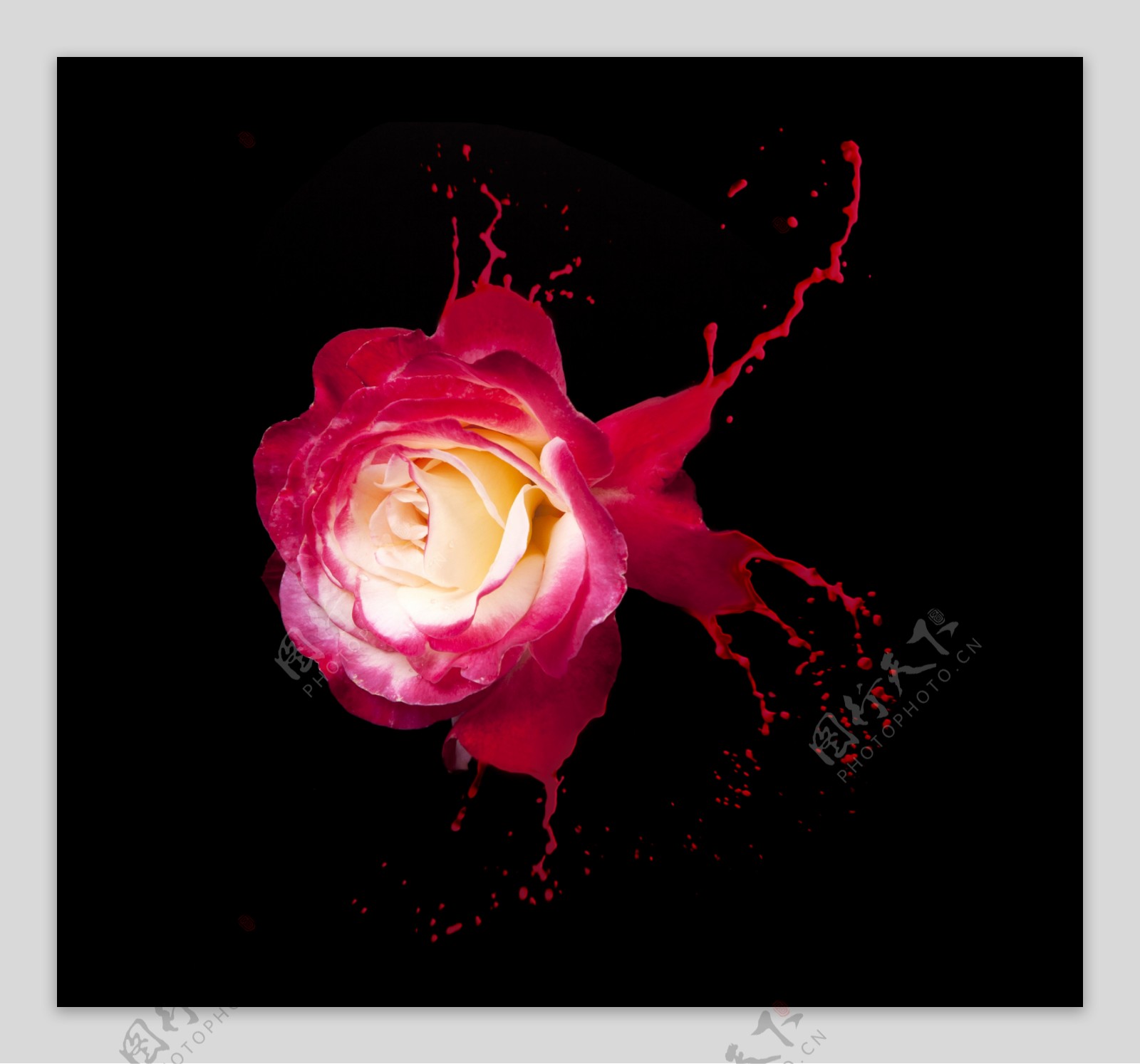 动感油漆与玫瑰花图片