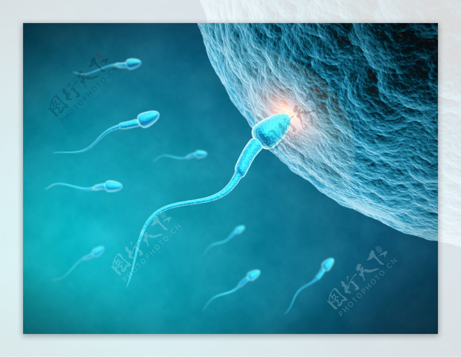 图3-25 正常形态精子-生殖医学技术及其-医学