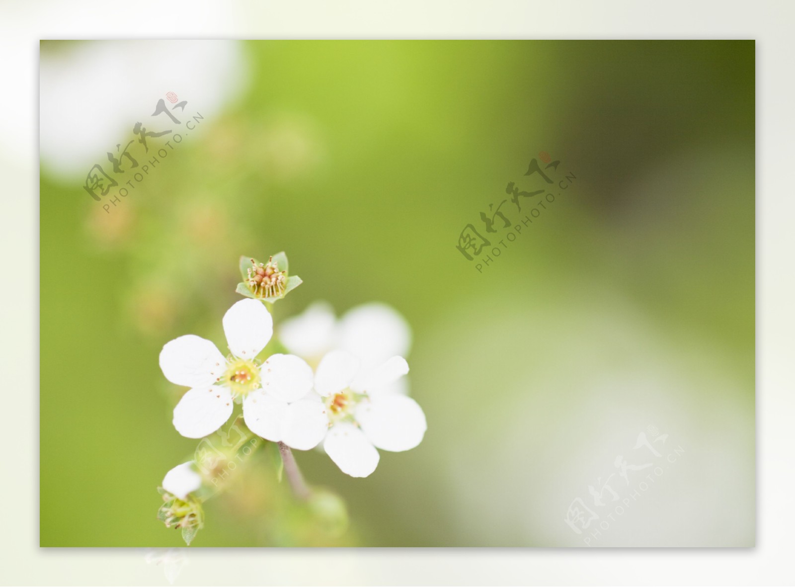 梨花背景素材图片