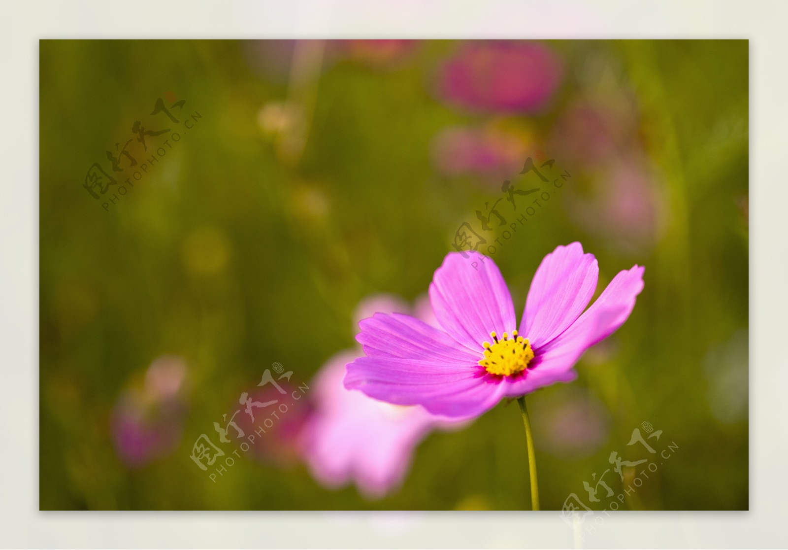 一朵粉色的小花图片图片