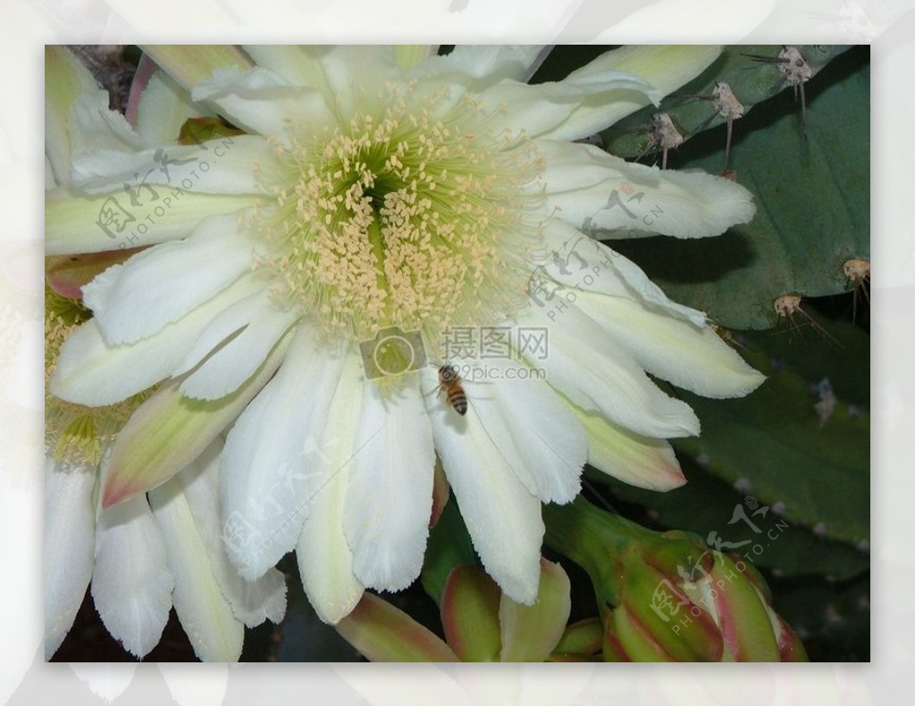 在一大朵花瓣上采蜜的蜜蜂