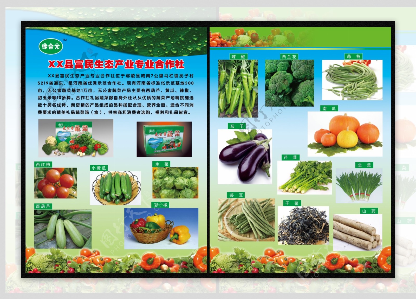 蔬菜合作社彩页