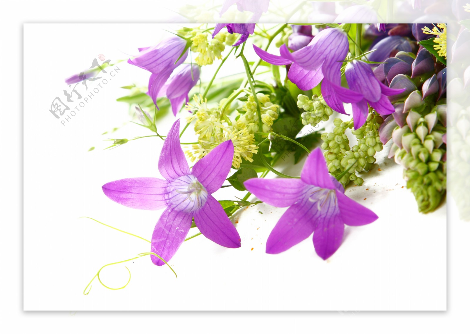 紫红色鲜花花束图片素材