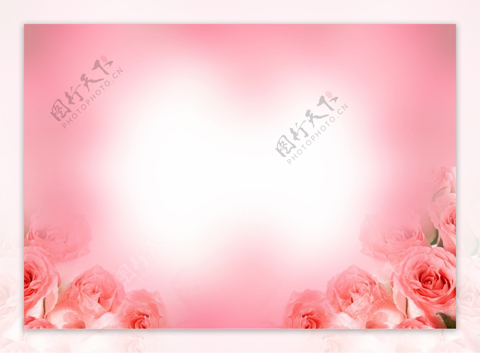 粉色玫瑰背景PSD素材
