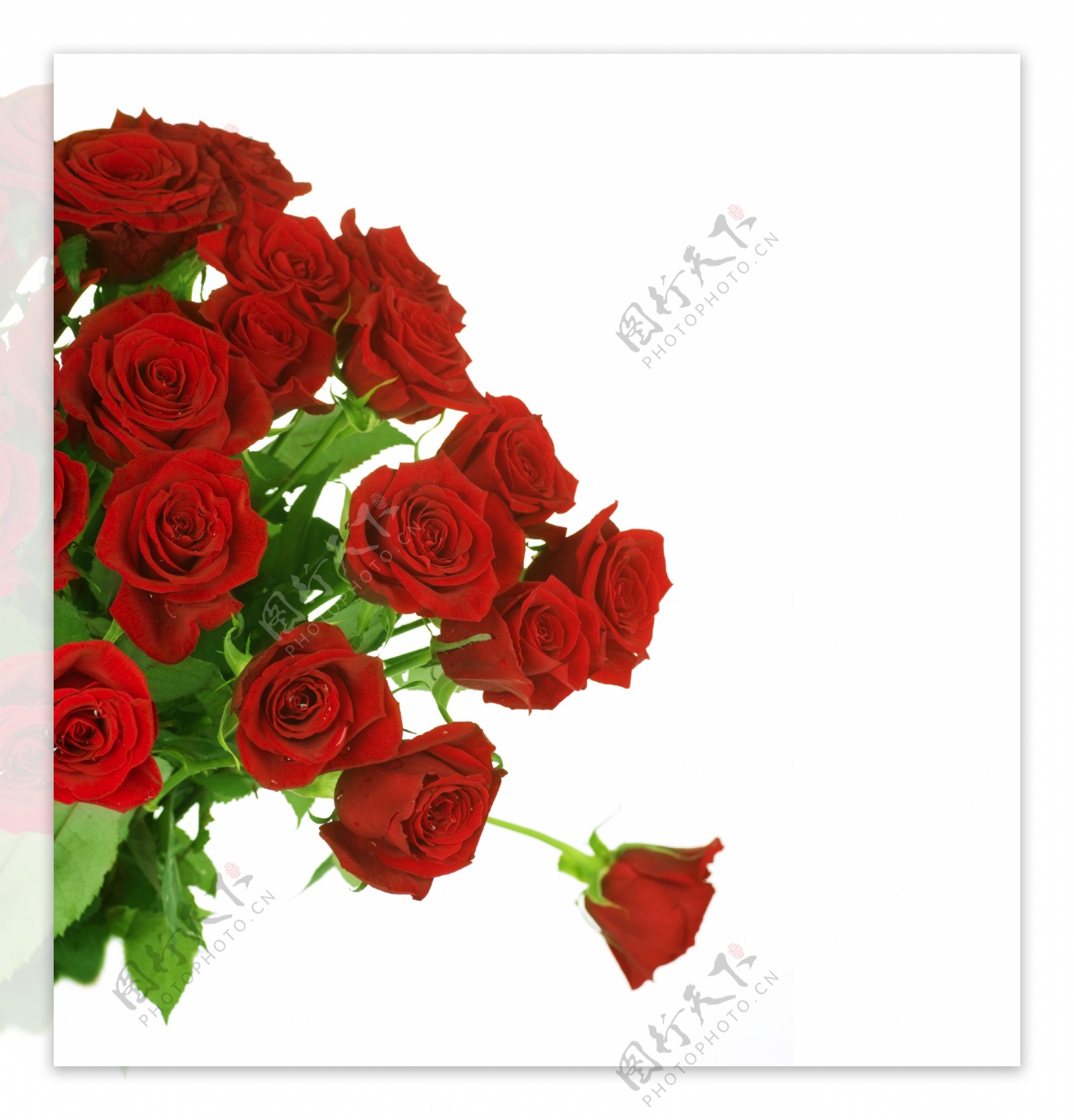 盛开的红玫瑰图片