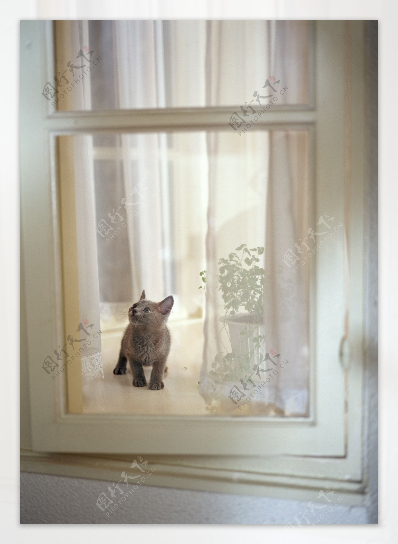 窗户上的小猫图片