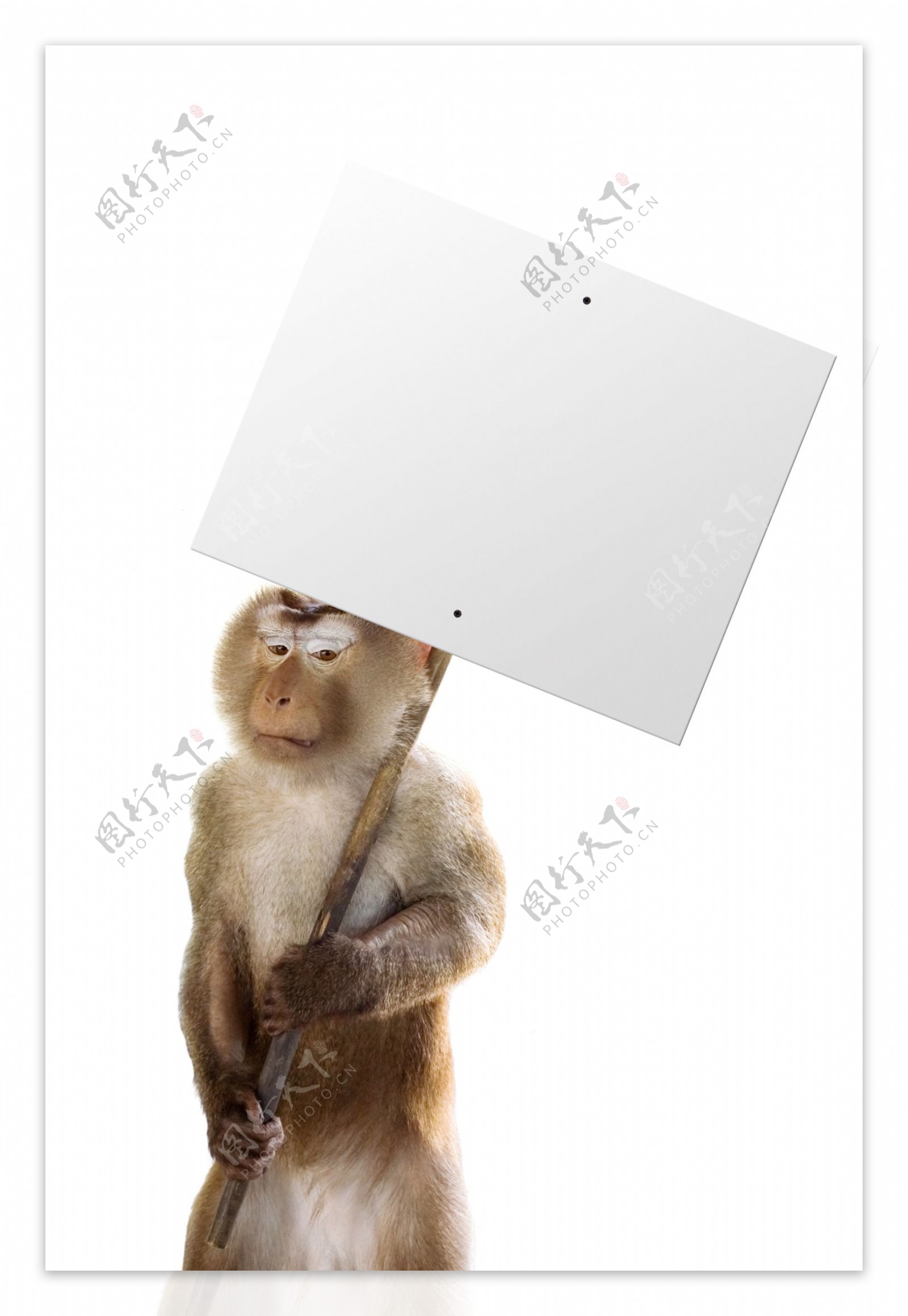 拿着空白广告牌的猴子图片