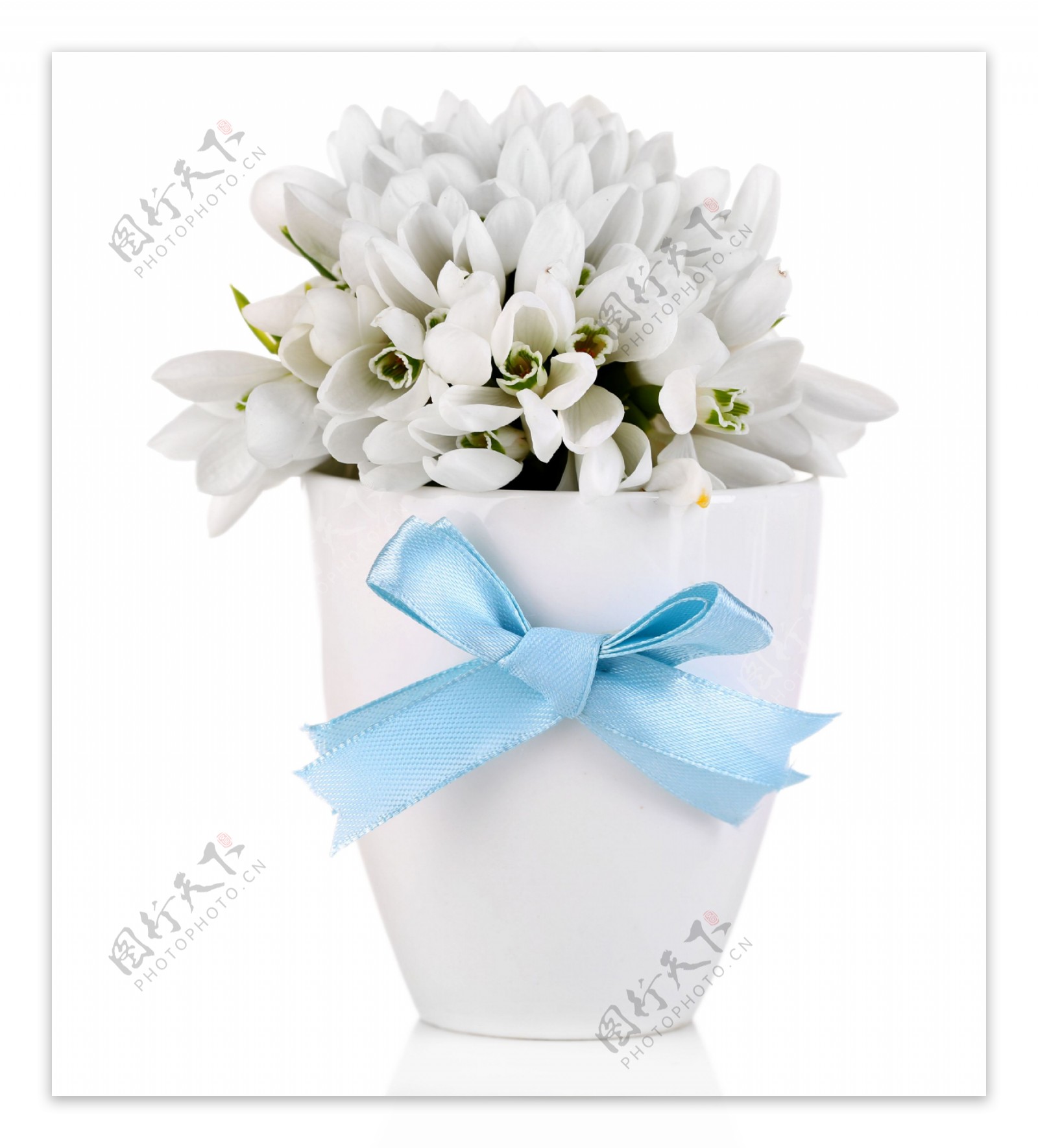 花瓶内的白色花朵图片