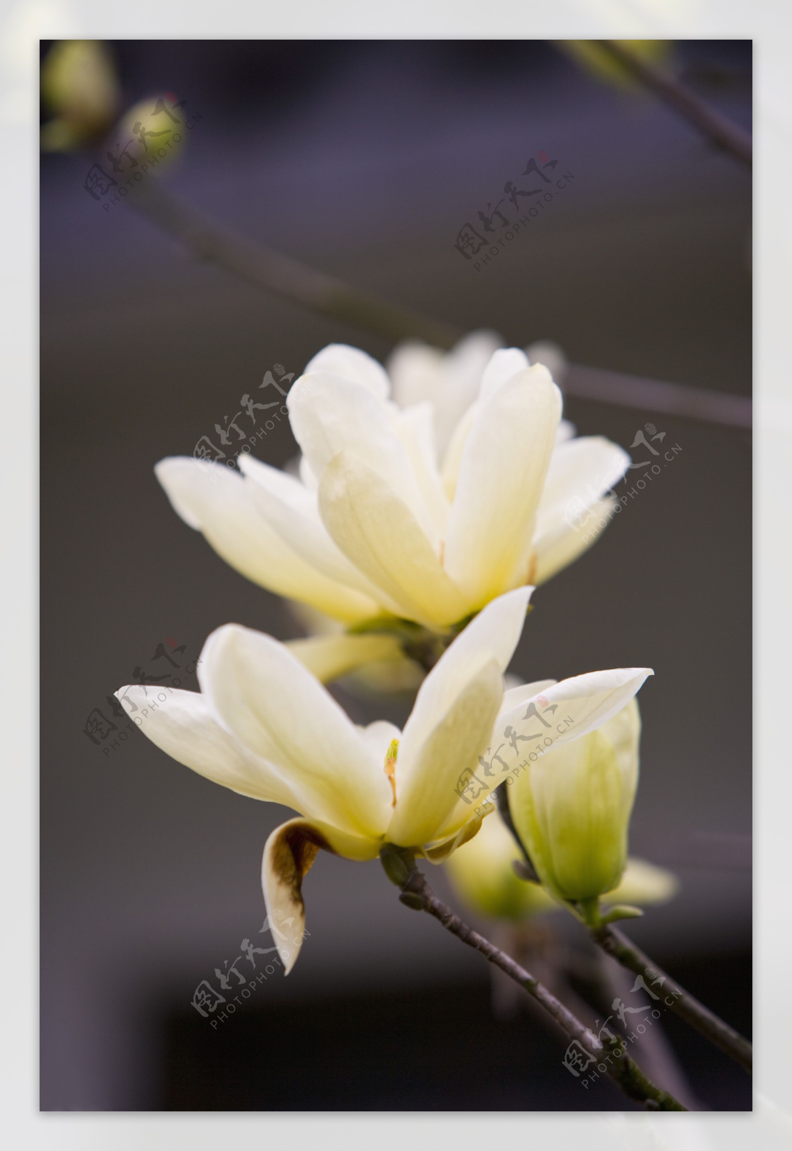 纯洁的白玉兰花图片图片