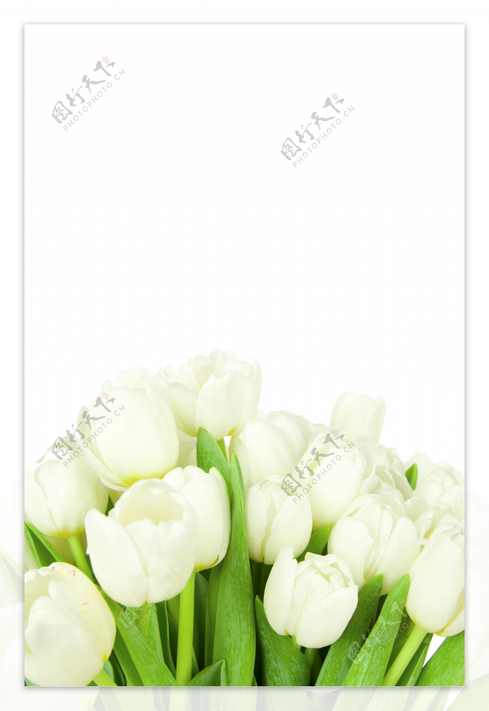 白色郁金香高清图片素材白色郁金香花语